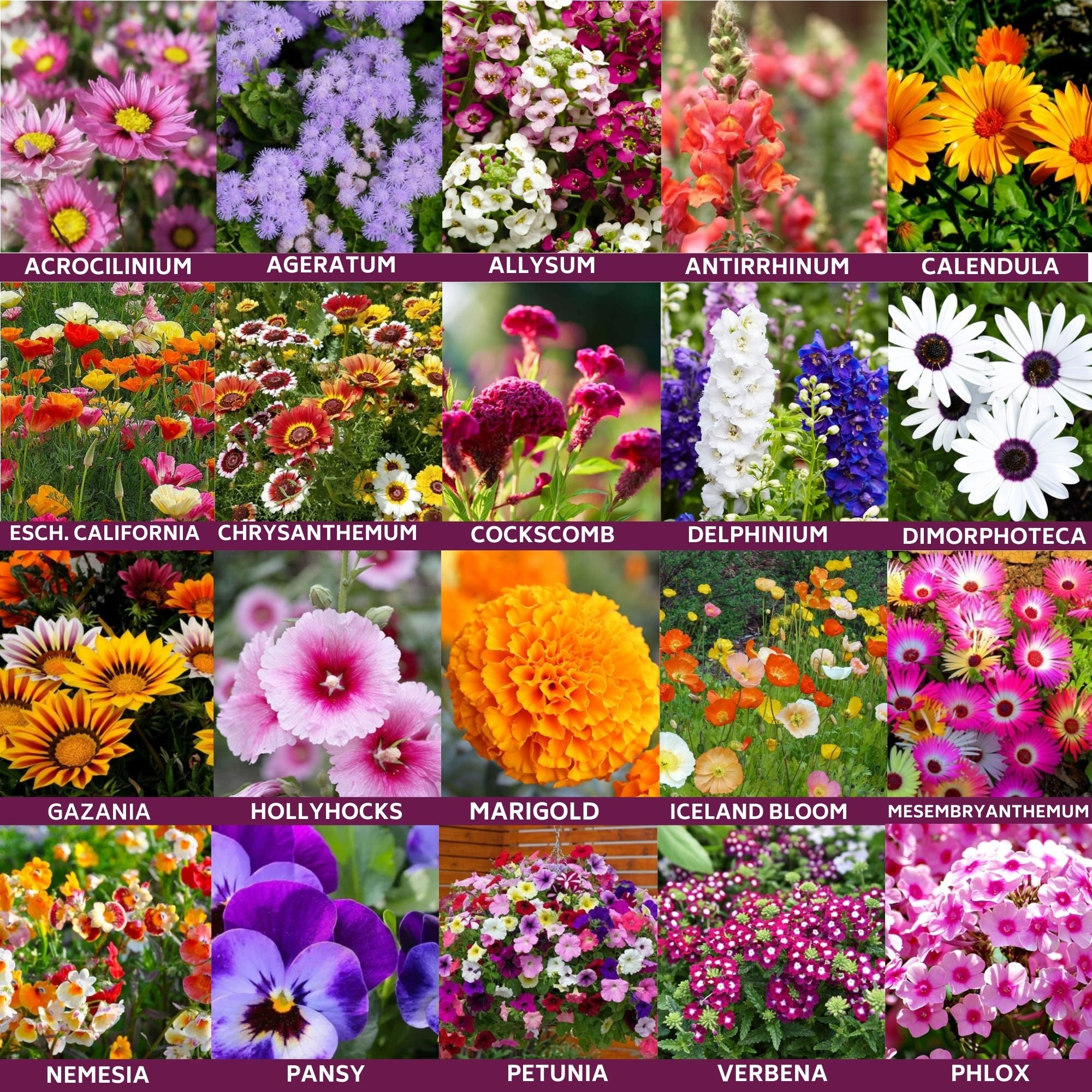 20+ Flower Inside 20 Flower Seeds 4800+ Seeds with Cocopeat Block and Instruction Manual
