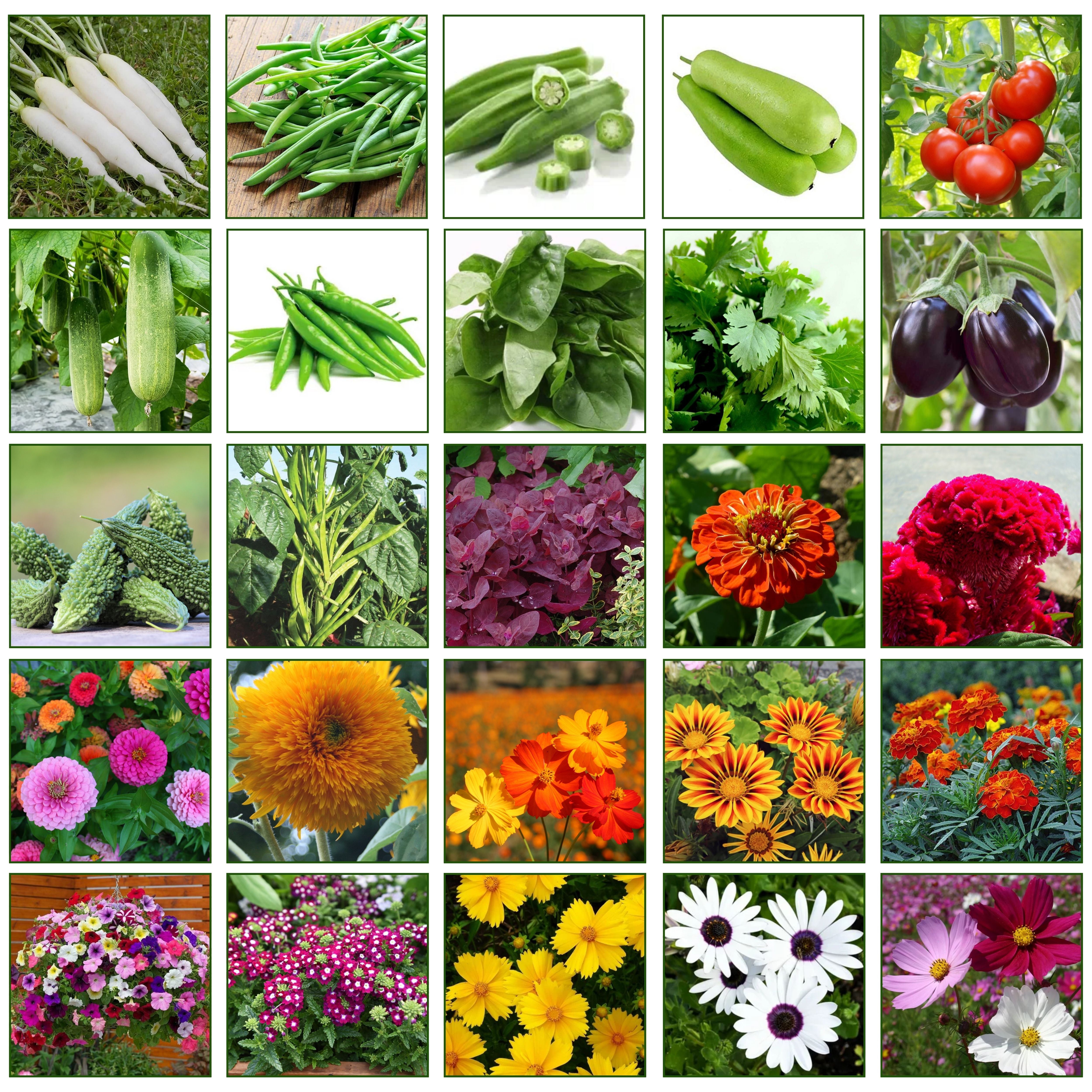 Mix Combo Pack of Vegetable & Flower Seeds | Perfect for Your Home Garden