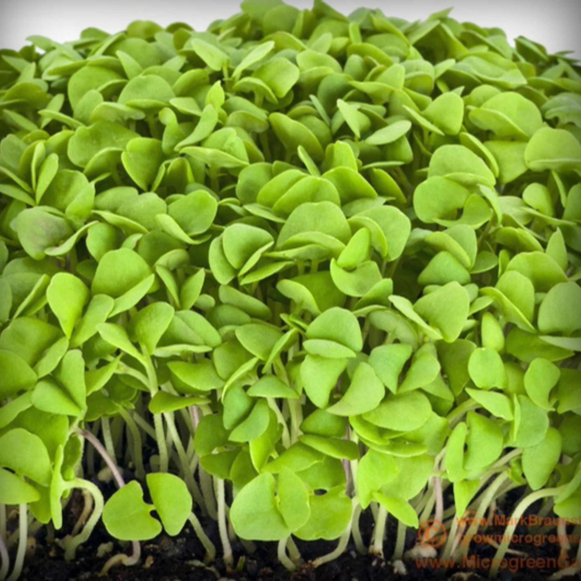 Cabbage Green Microgreen Seeds – 50g