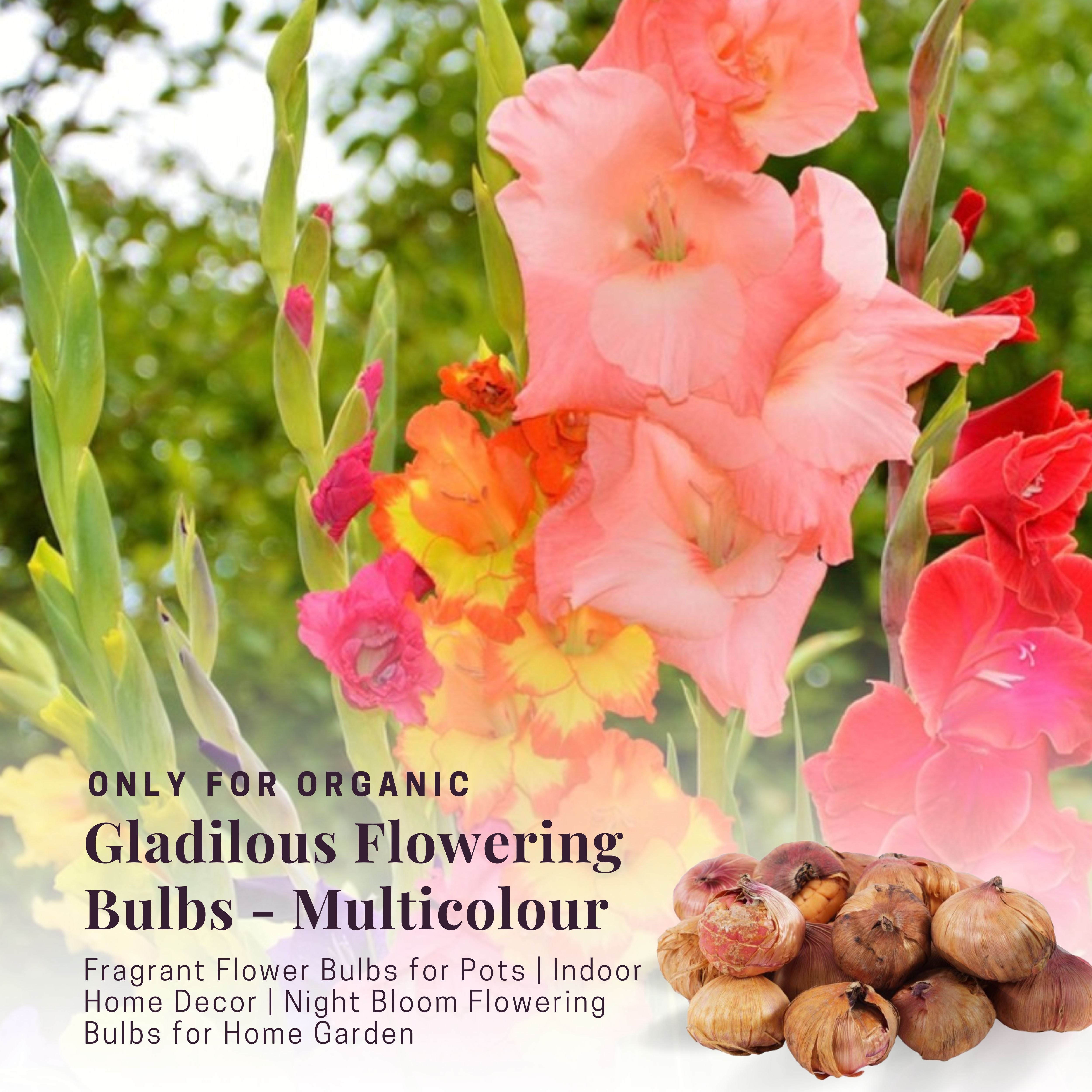 Gladiolus Flowering Bulbs - Multicolor Bulbs