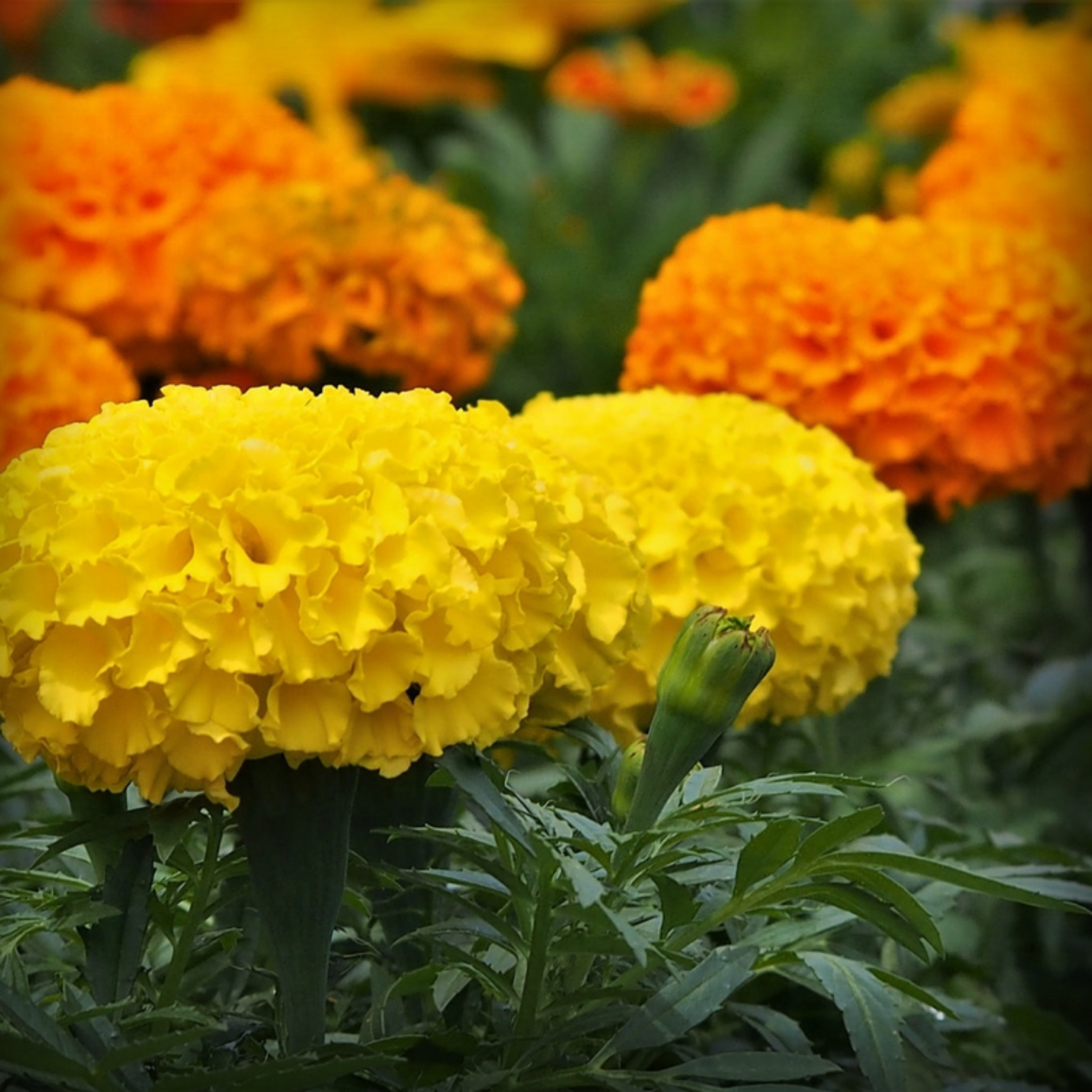 Marigold Yellow Seeds - 50 Seeds