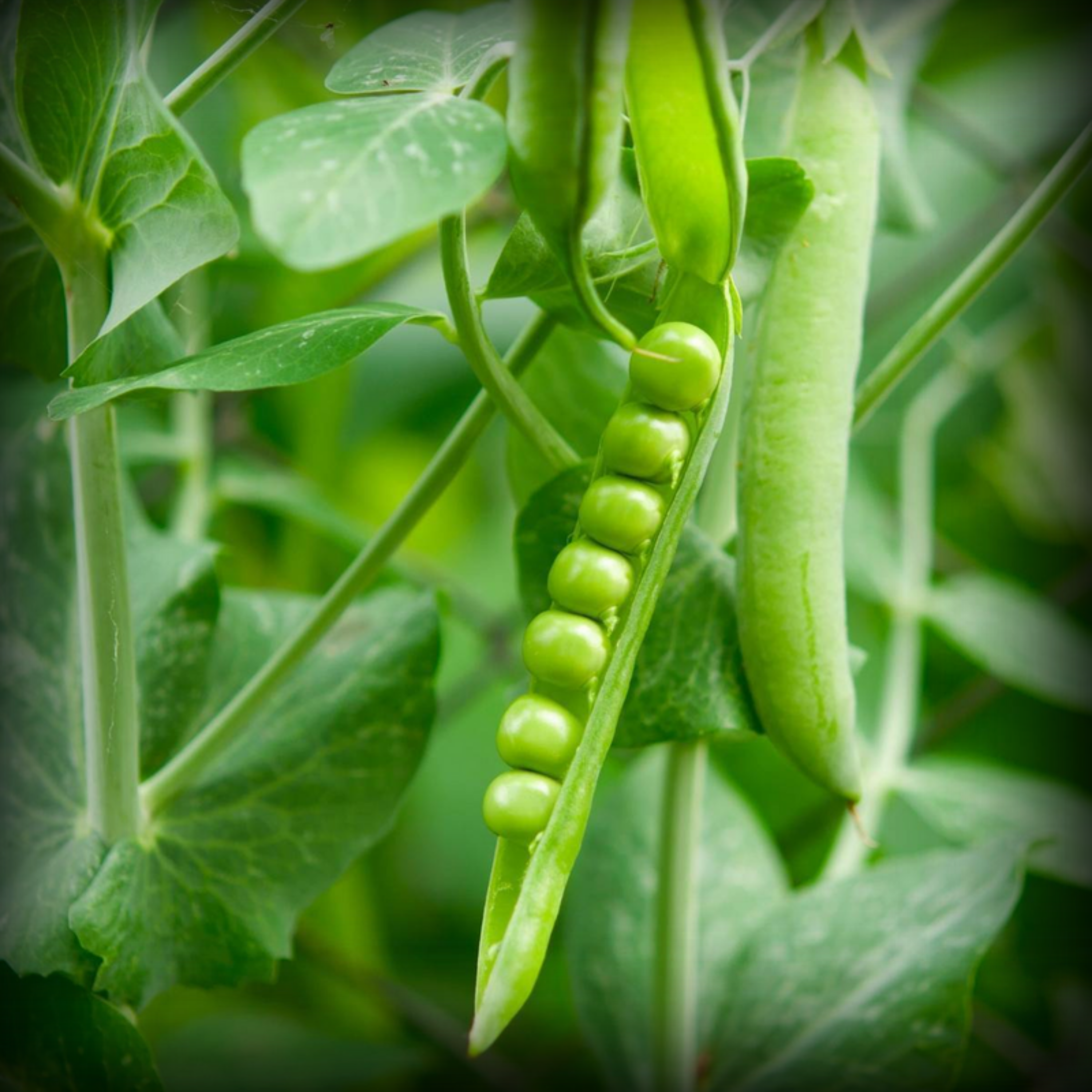 Peas Seed- 50 Seeds
