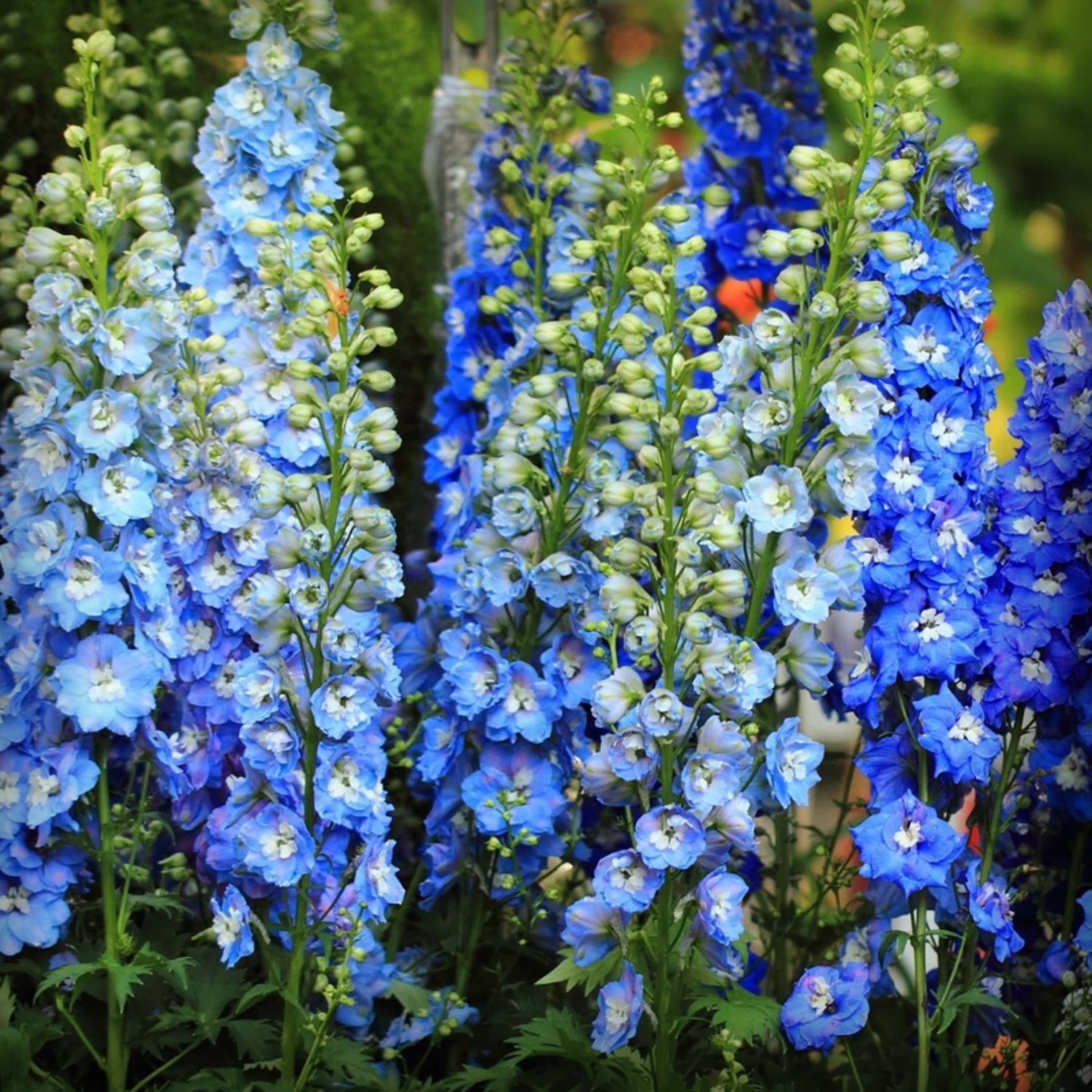 Delphinium Seed - 50 Seeds