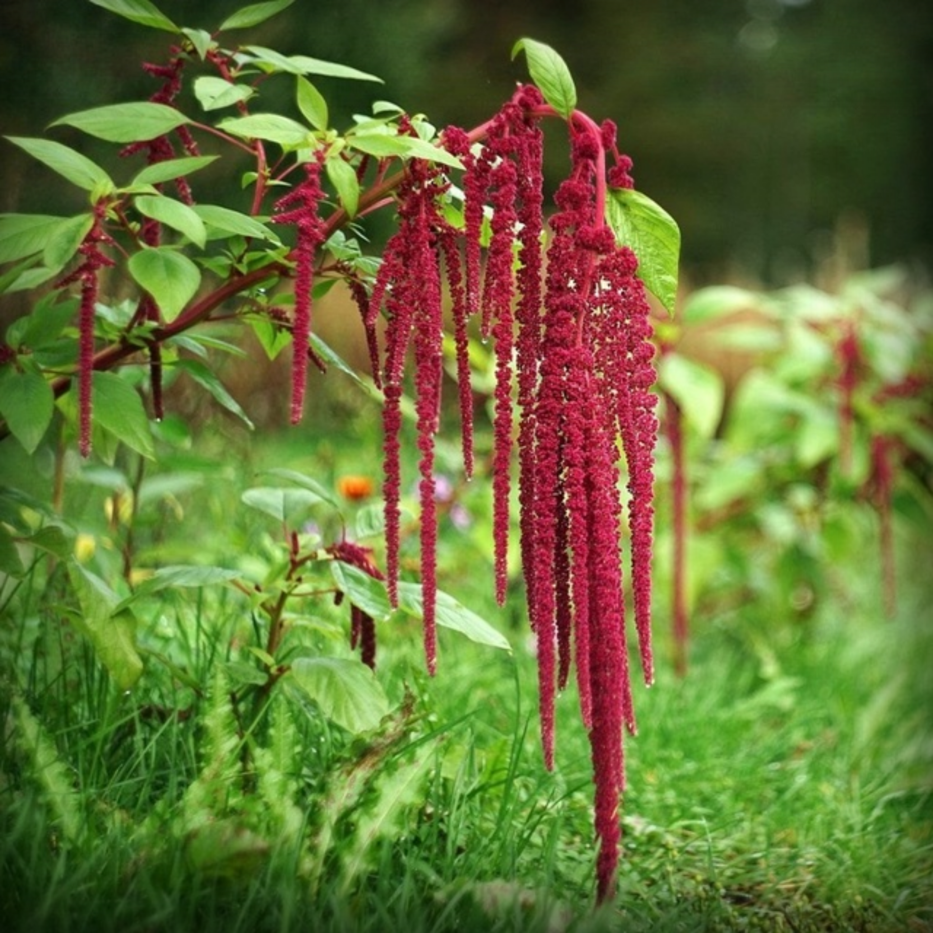 Lovelies Bleeding Seed - 100 Seeds