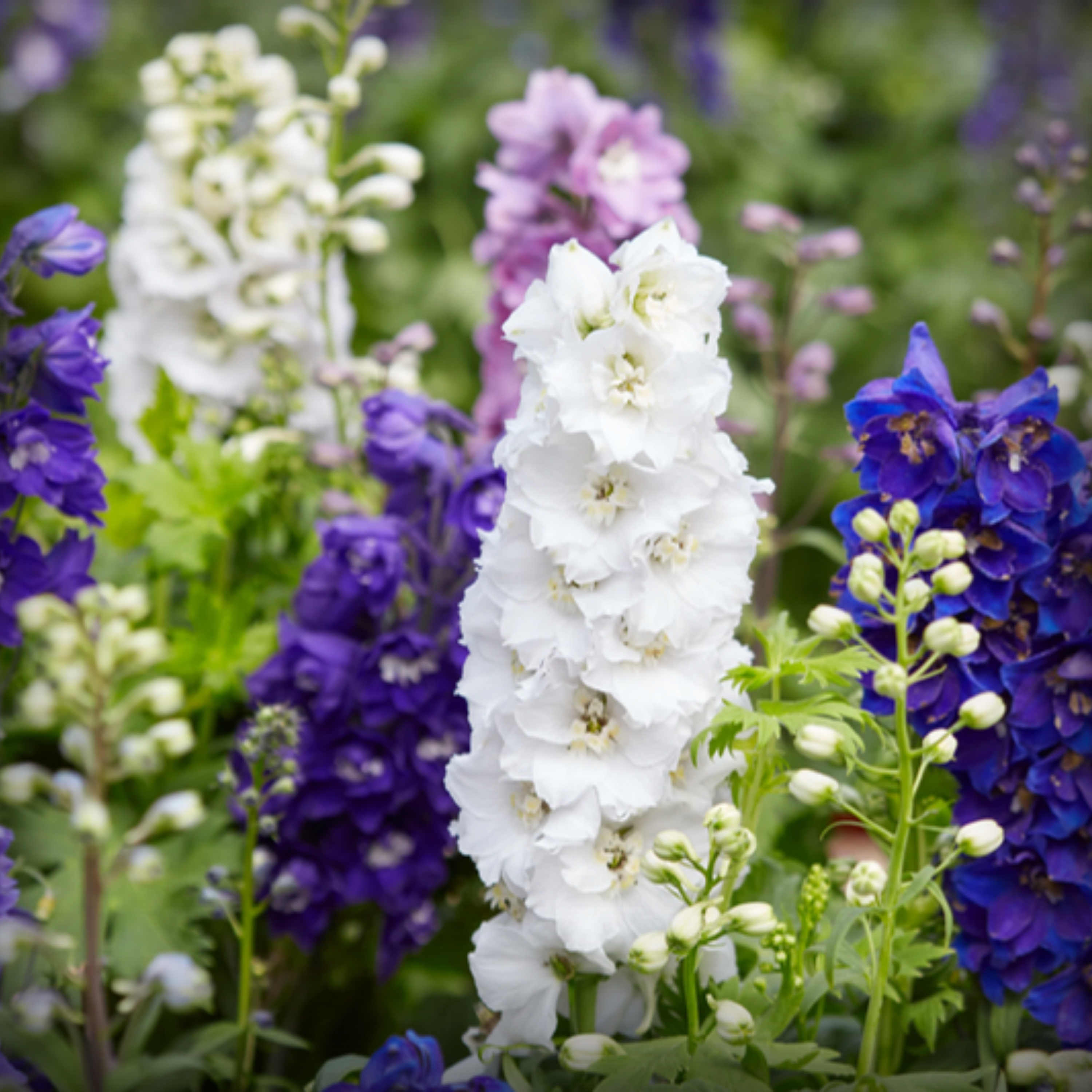 Delphinium Seeds - 50 Seeds