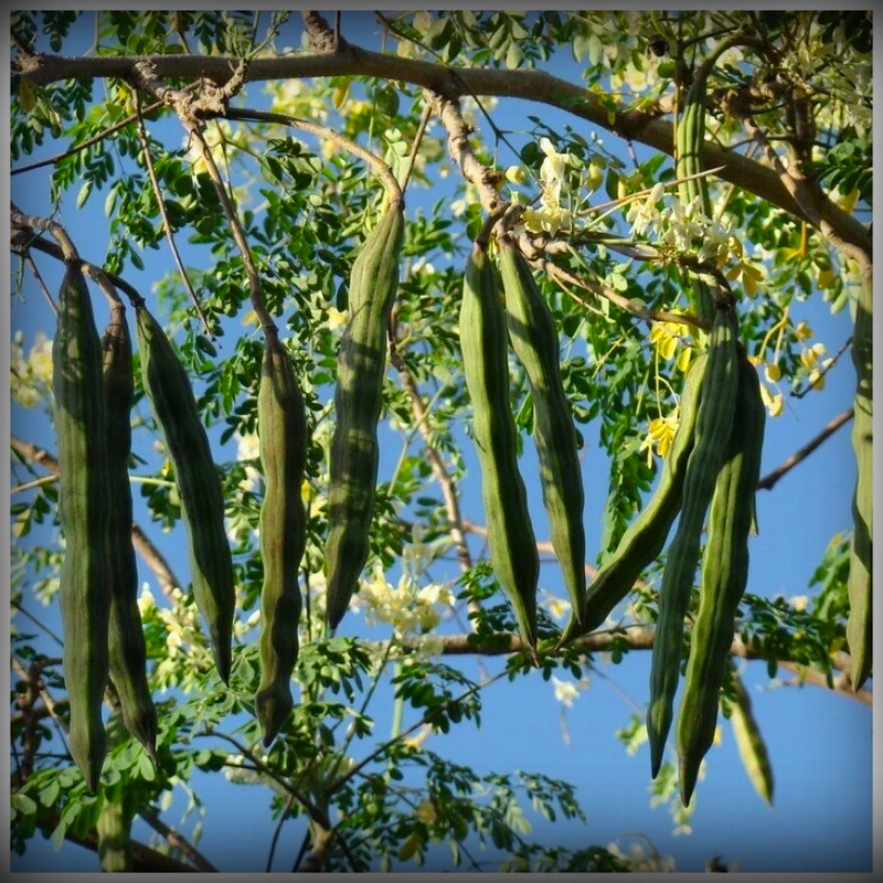 Drum Stick Seeds - 10 Seeds