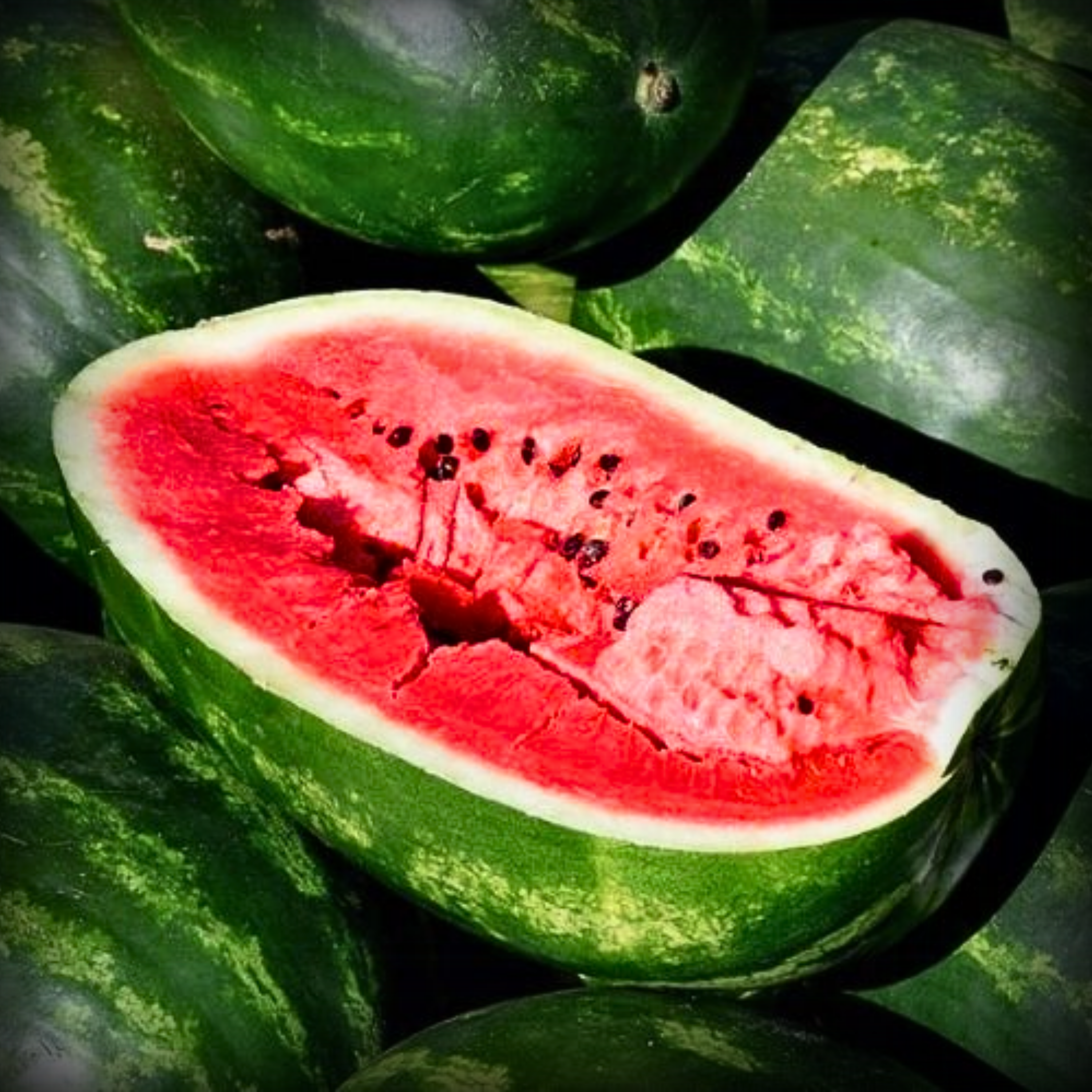 Hybrid Watermelon Icebox Seeds - 10 Seeds
