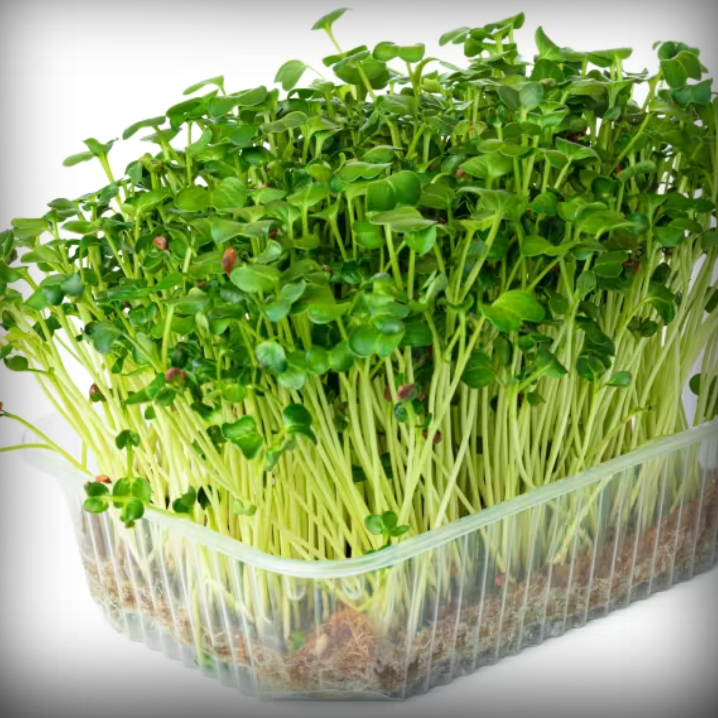 Radish White Microgreen Seeds – 50g
