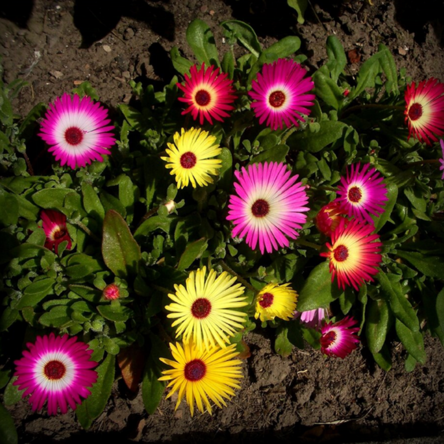 Mesembryanthemum Seeds - 50 Seeds