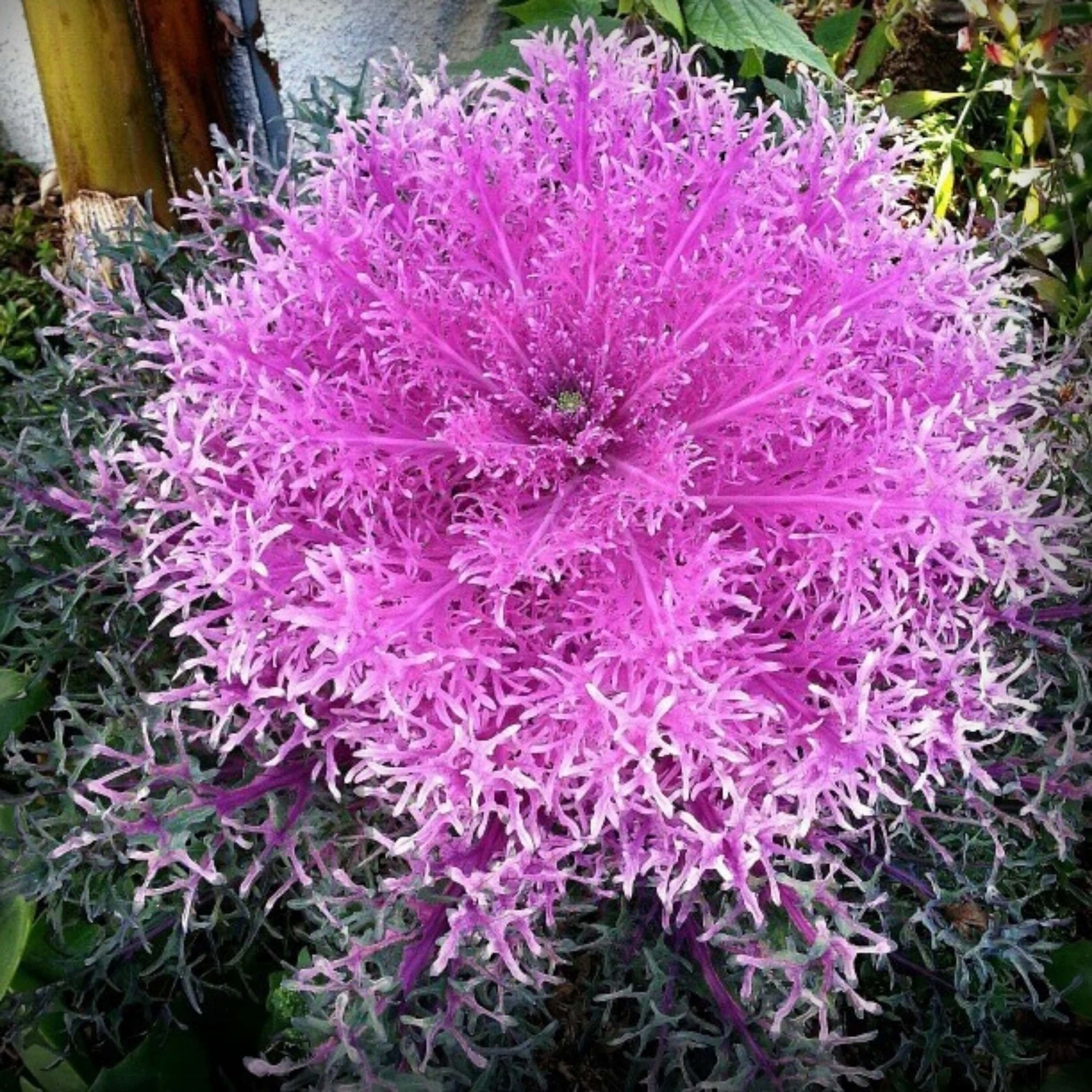 Ornamental Kale Fringed Seeds – 50 Seeds