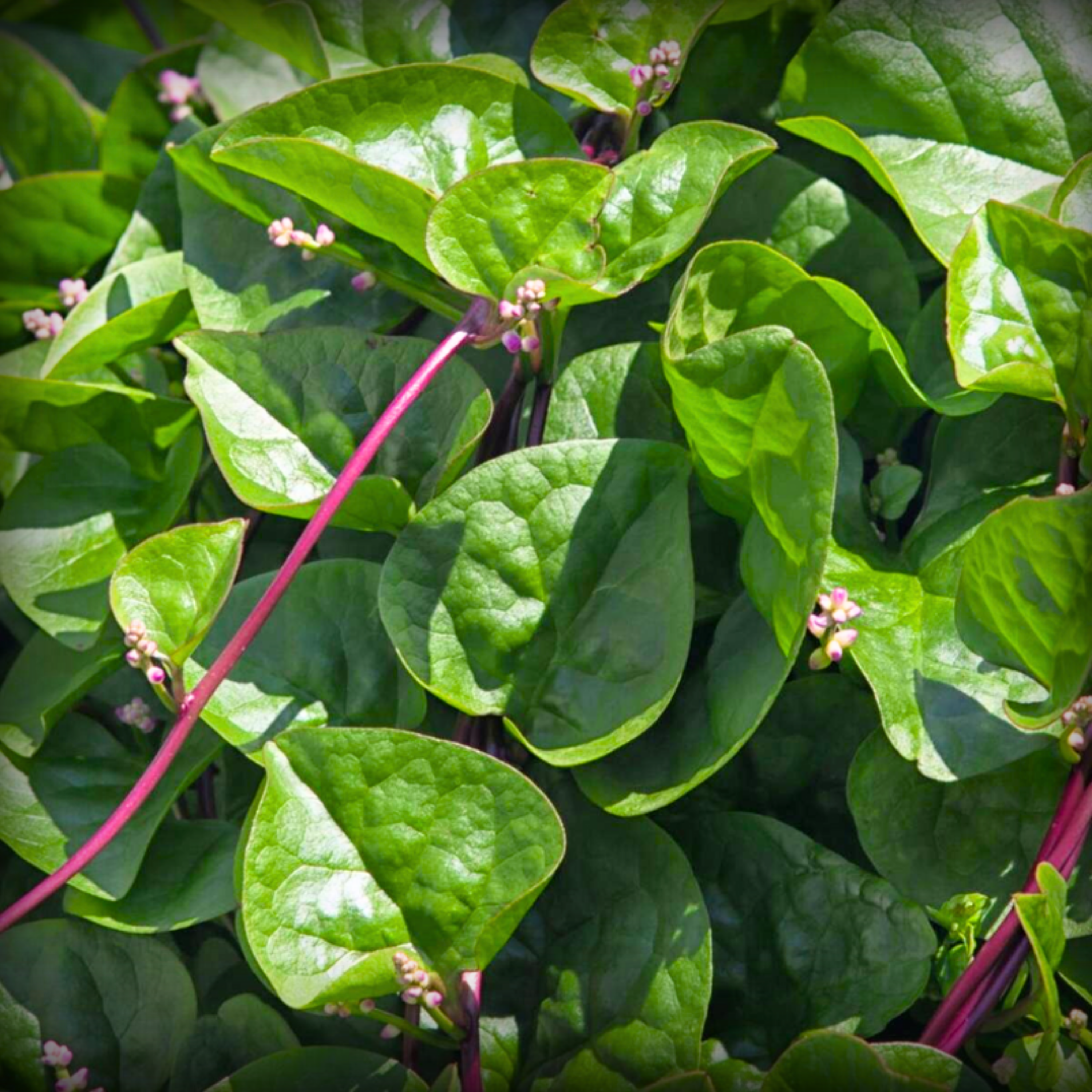 Malabar Spinach Seeds - 50 Seeds