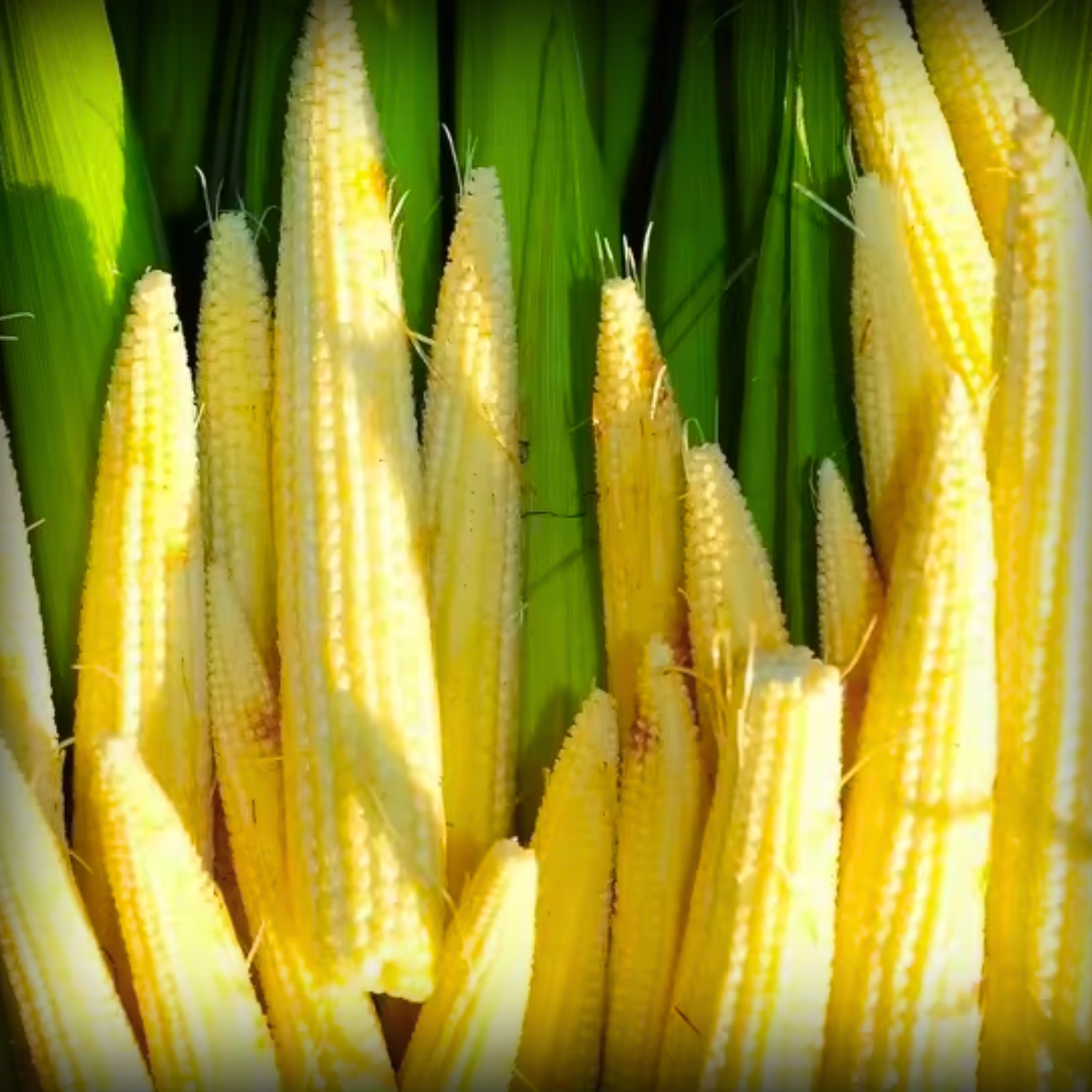 Baby Corn Seeds - 20 Seeds