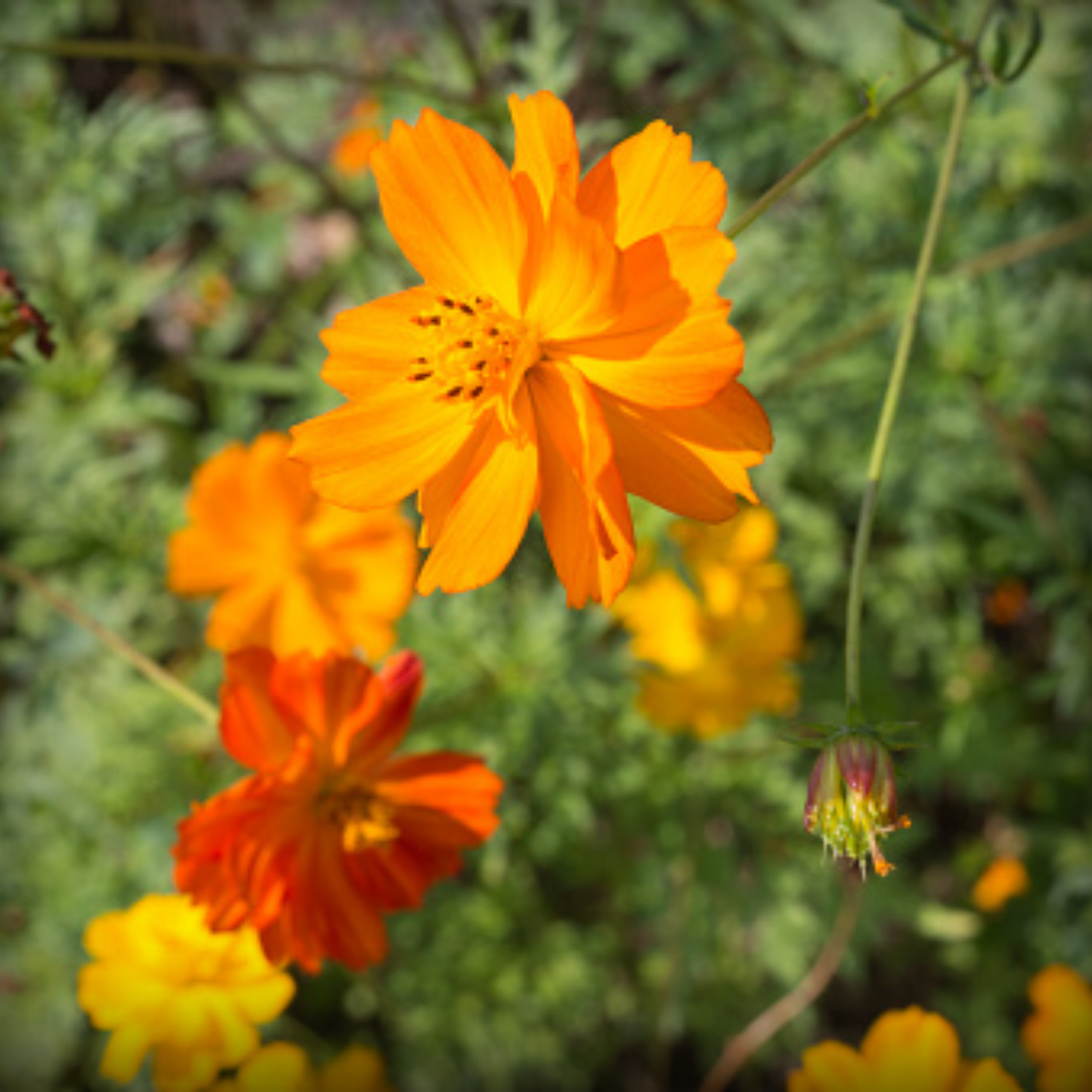 Cosmos Bright Yellow Seeds - 20 Seeds