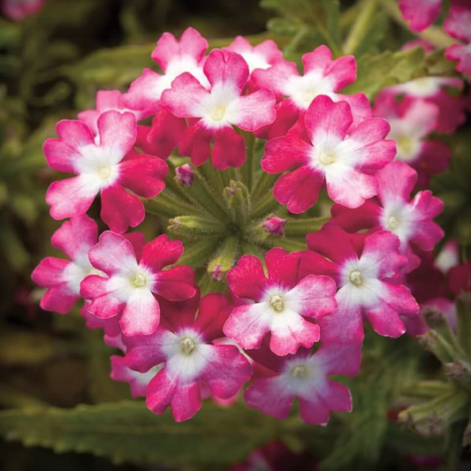 Verbena Seeds - 50 Seeds