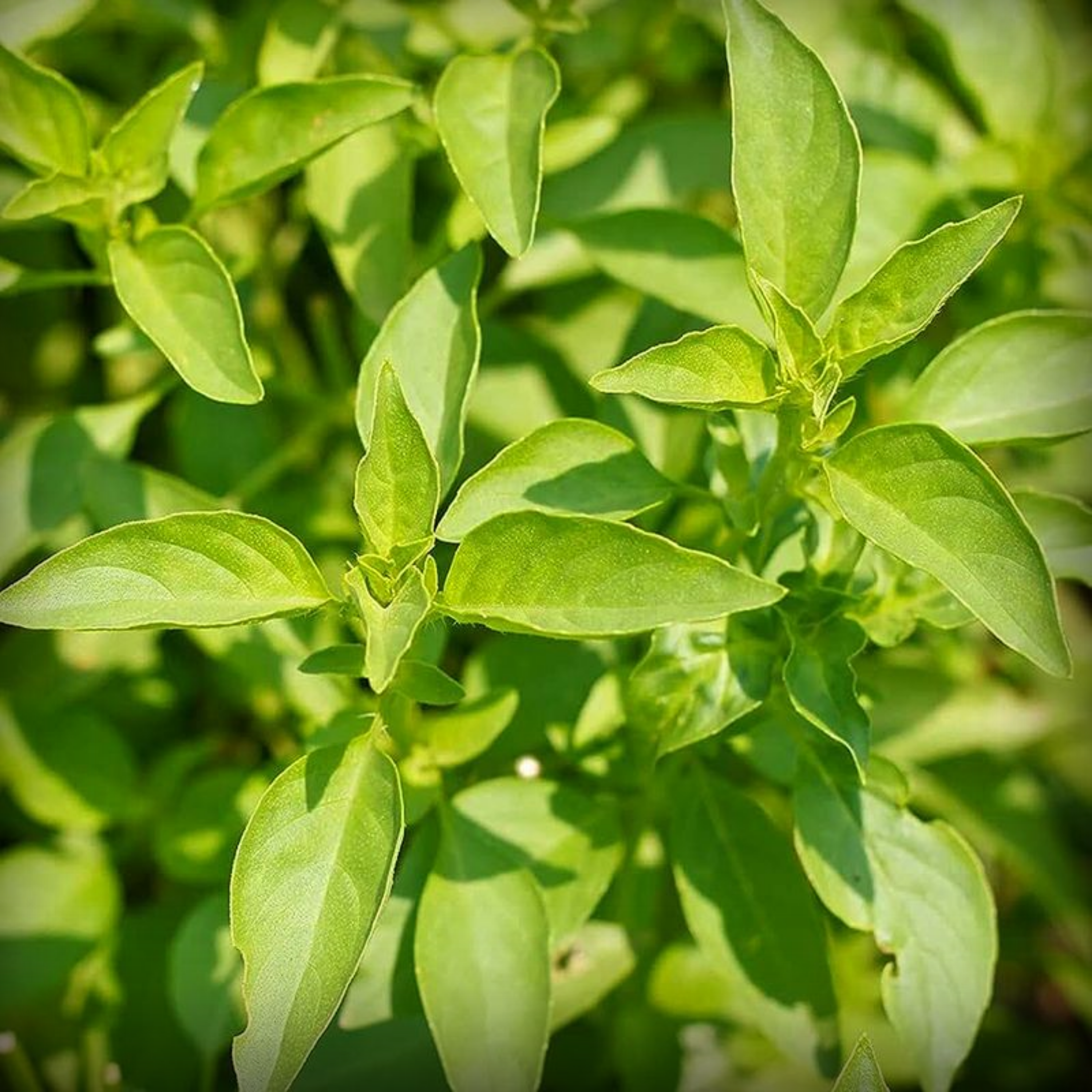 Hybrid Lemon Basil Seeds - 50 Seeds