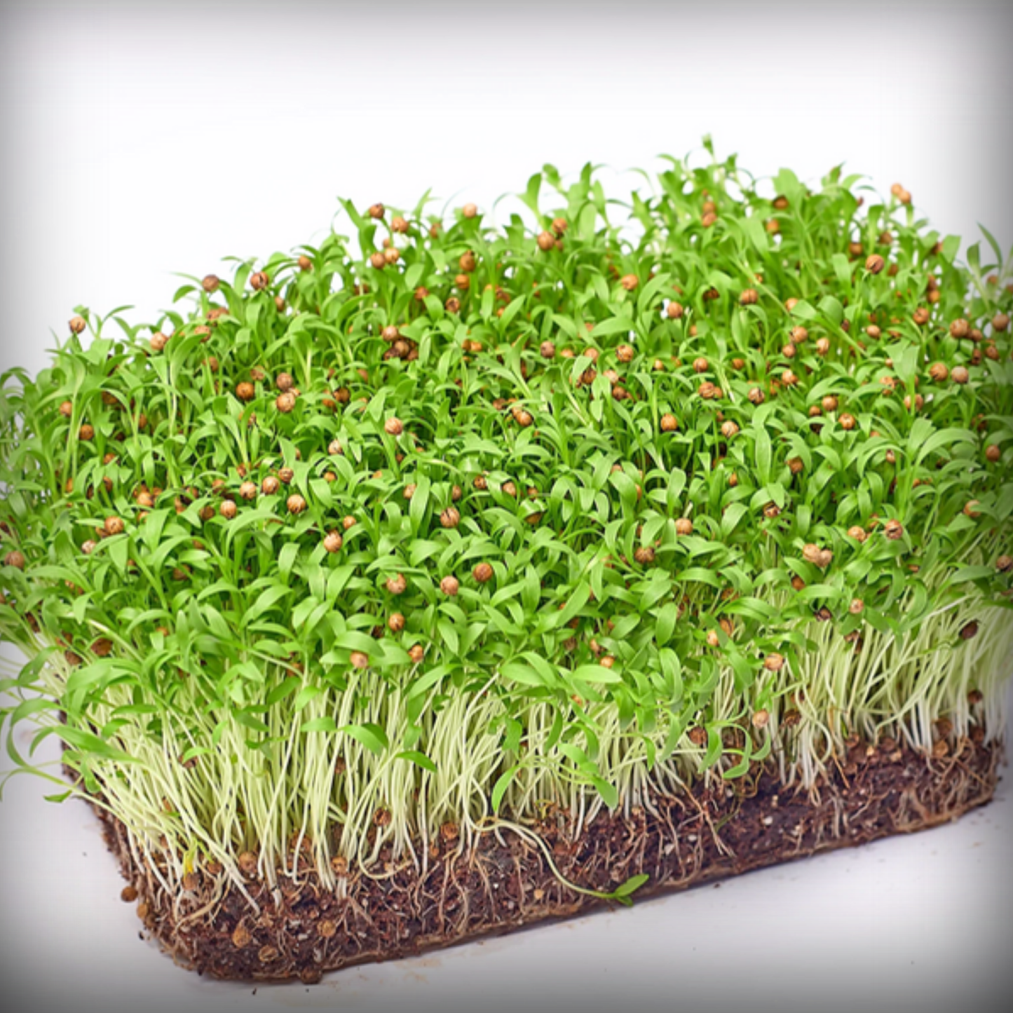 Coriander Microgreen Seeds – 50g