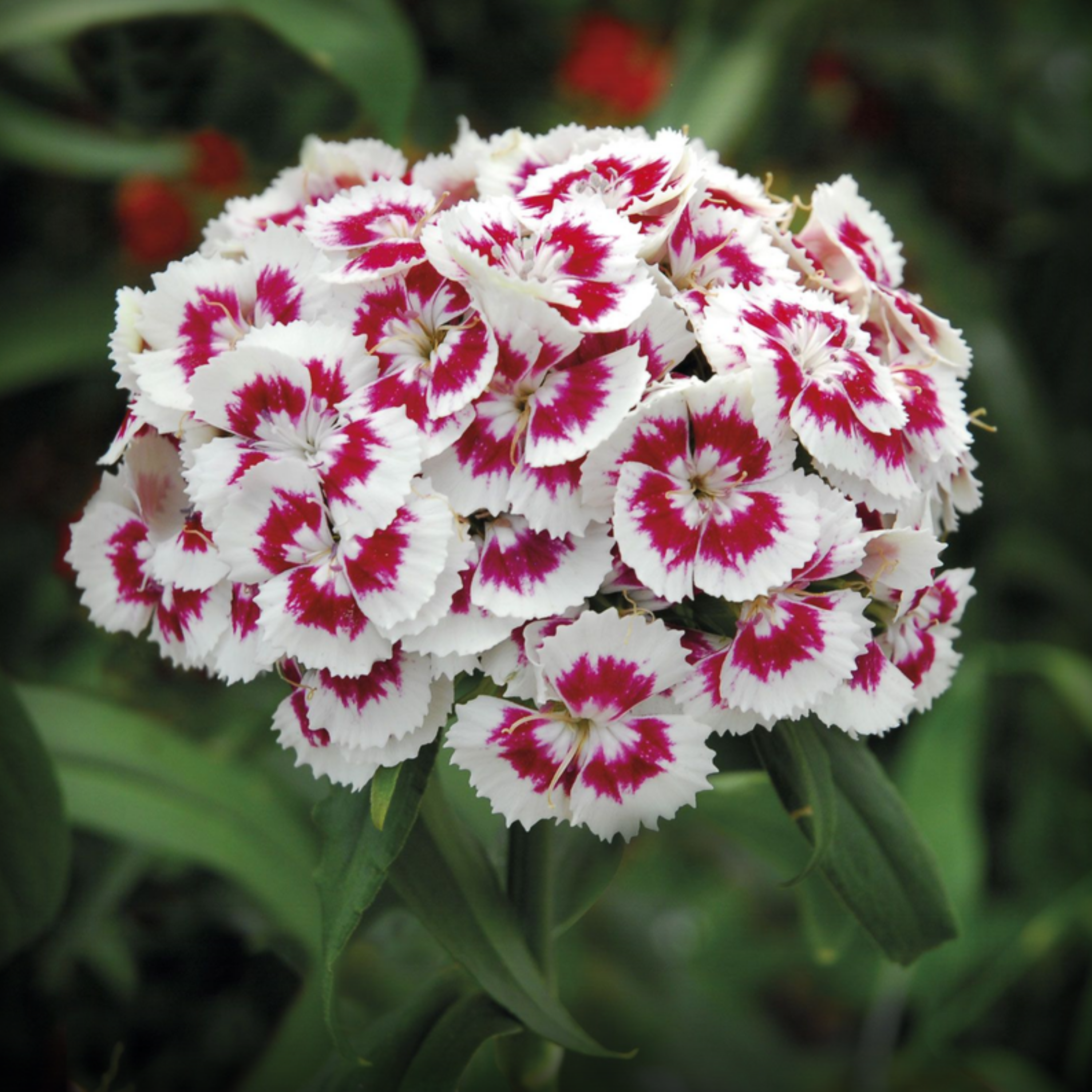 Dianthus Seeds - 50 Seeds