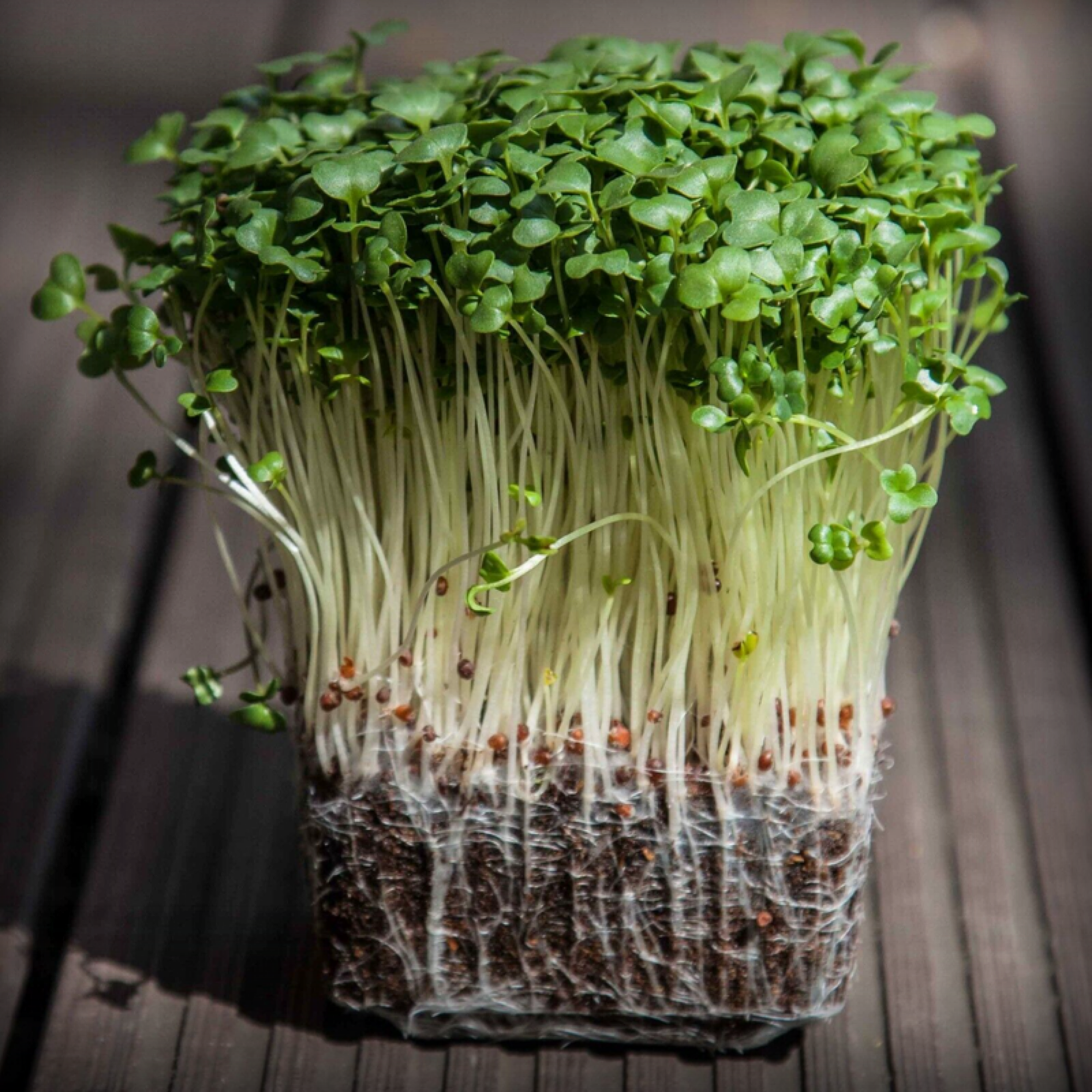 Broccoli Microgreen Seeds – 50g