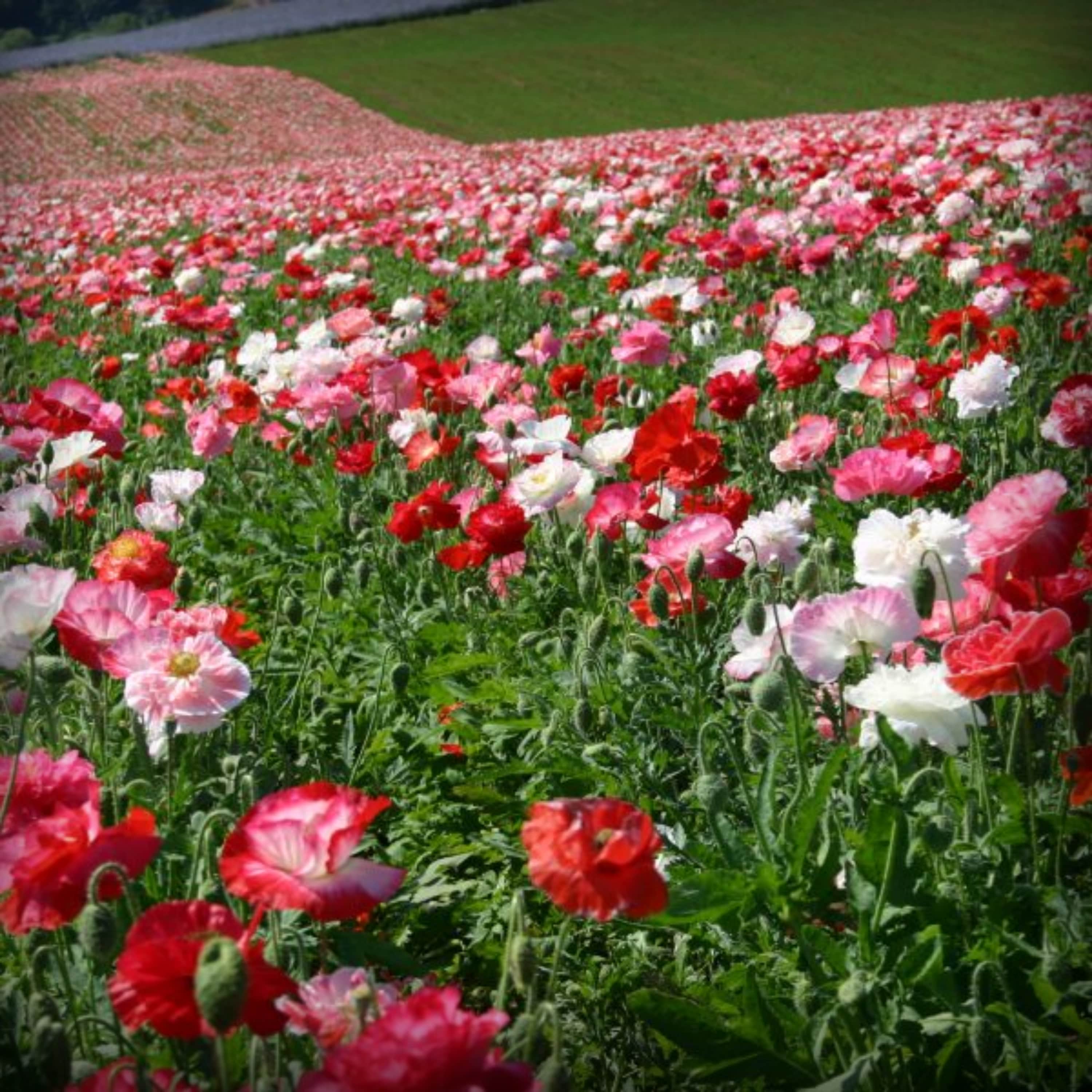 Poppy Shirley Seed - 100 Seeds