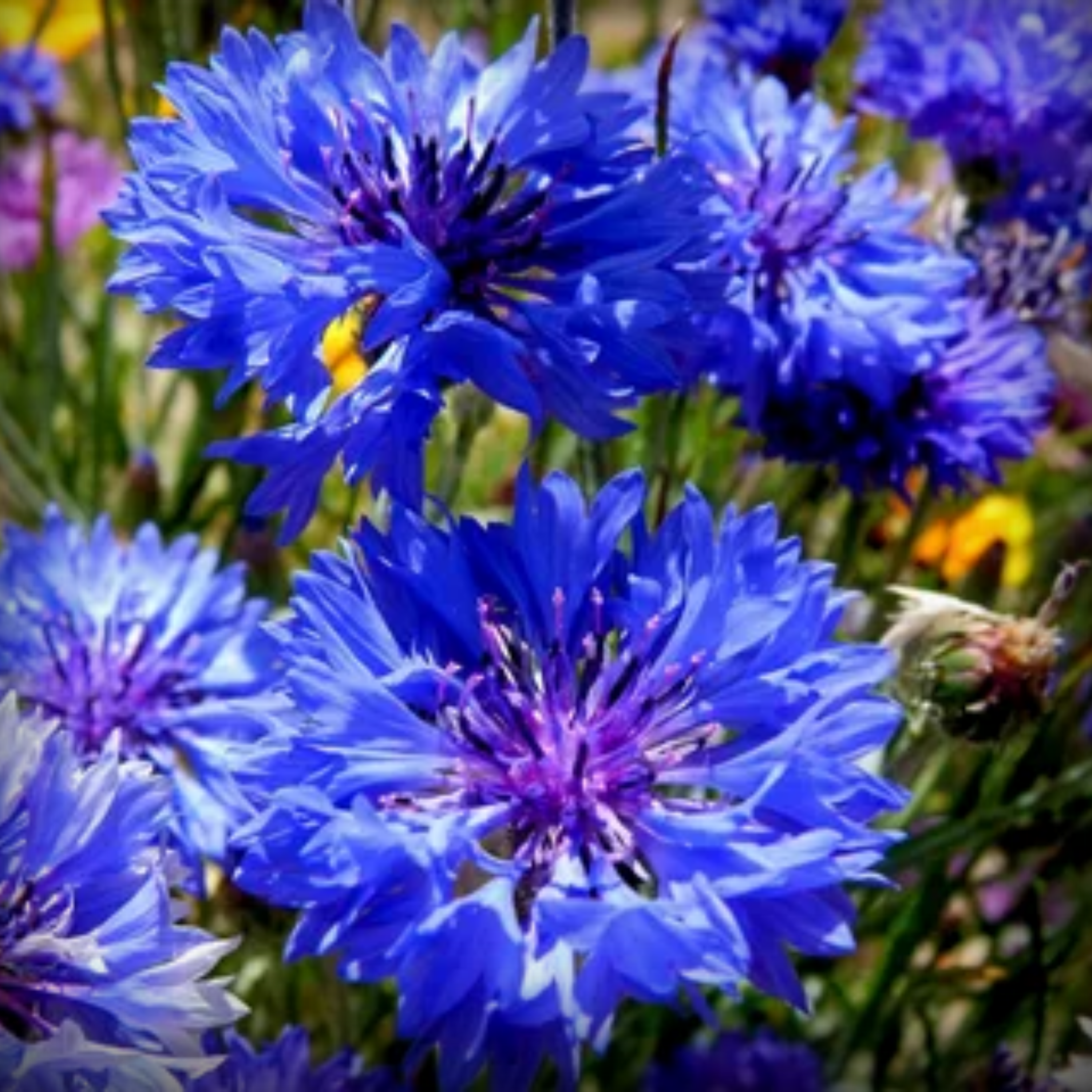 Cornflower Seed - 50 Seeds