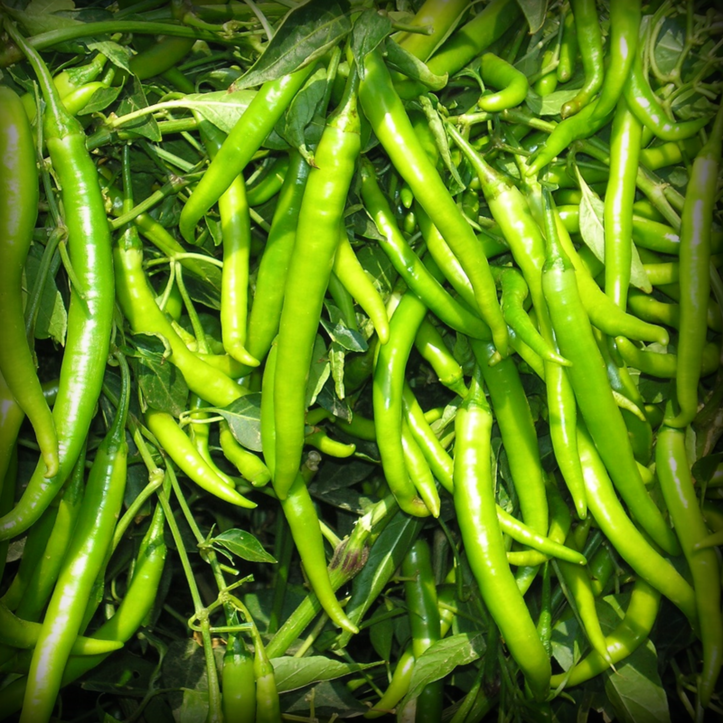 Hybrid Chilli Seeds - 25 Seeds