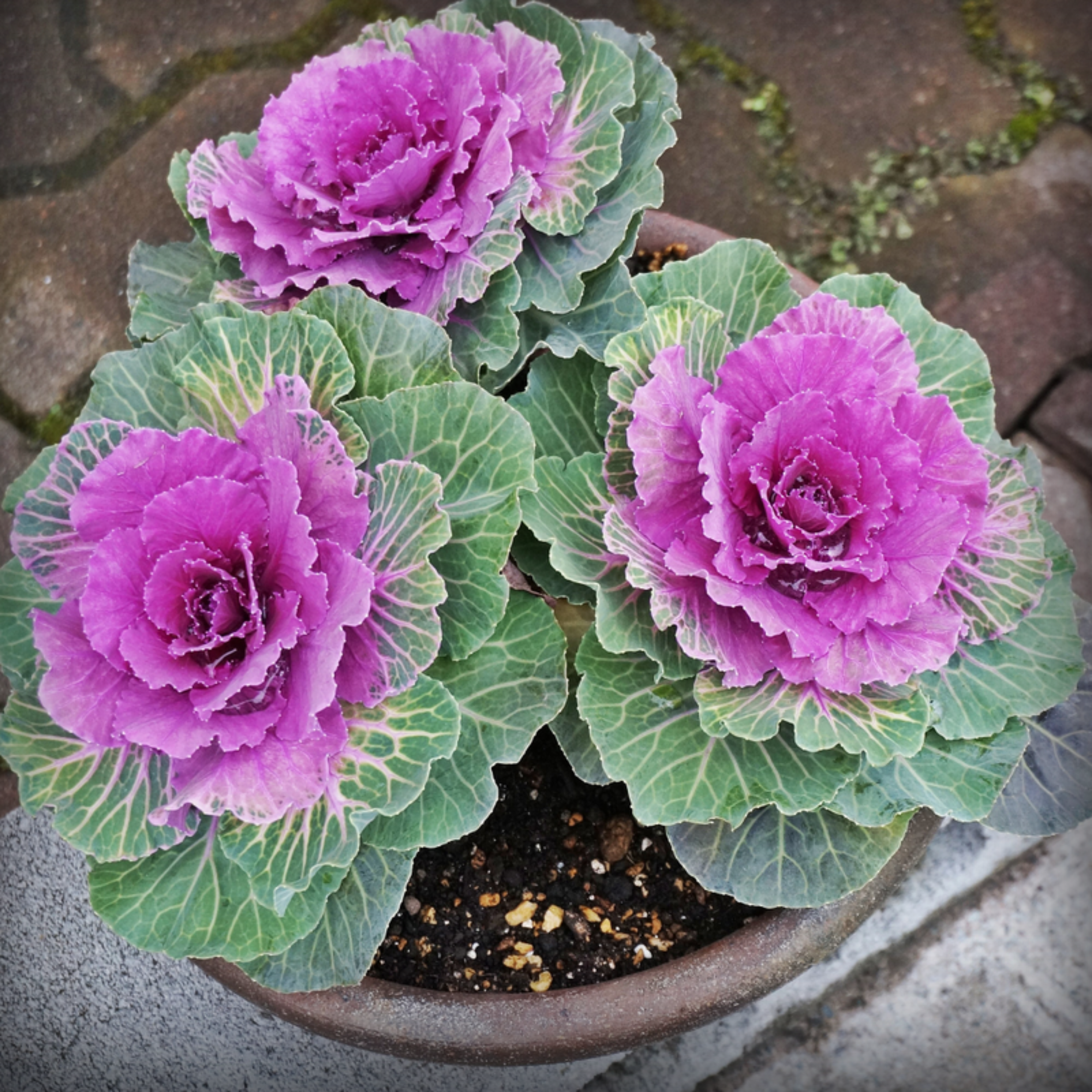 Ornamental Kale Round Seeds – 50 Seeds