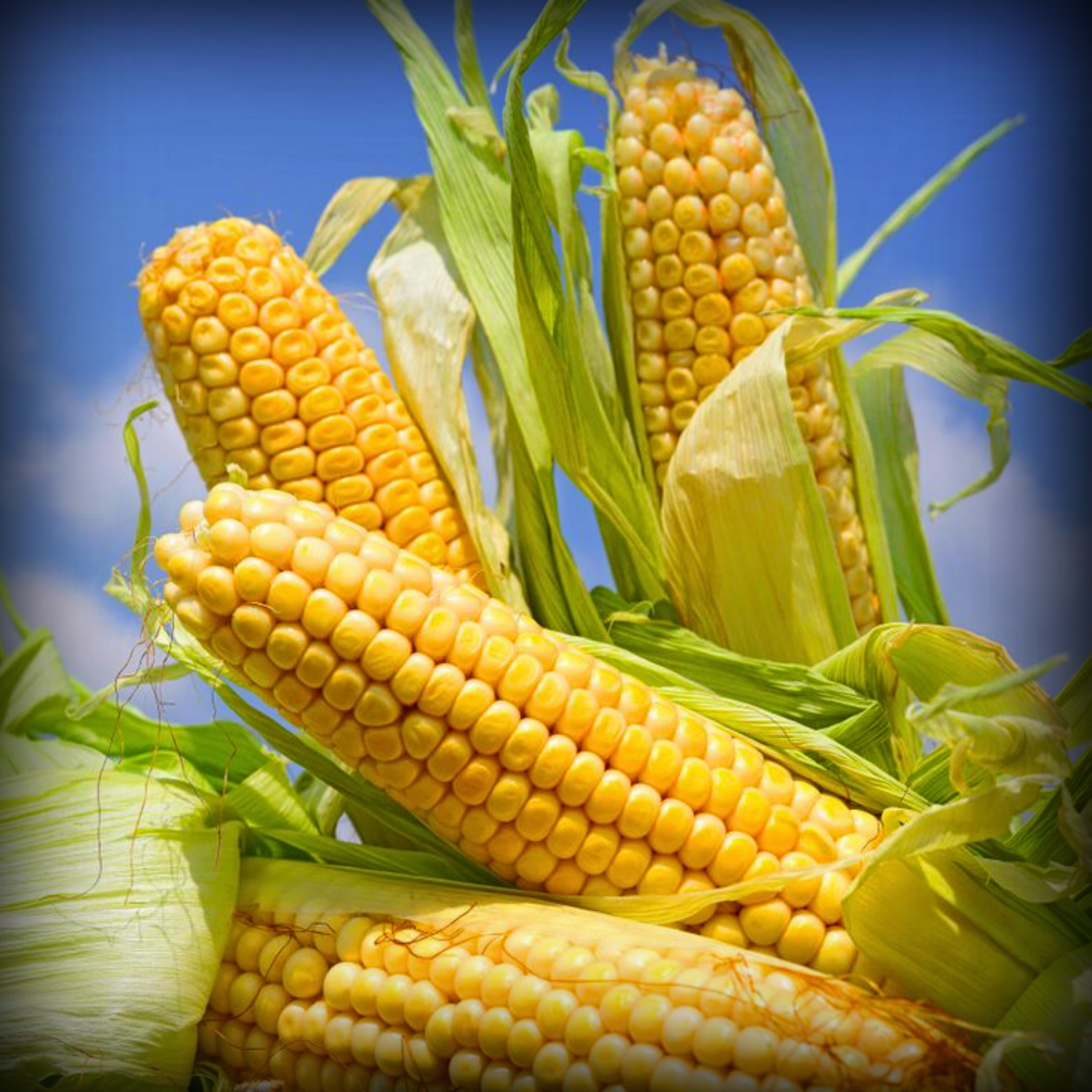 Hybrid Maize Seeds - 20 Seeds