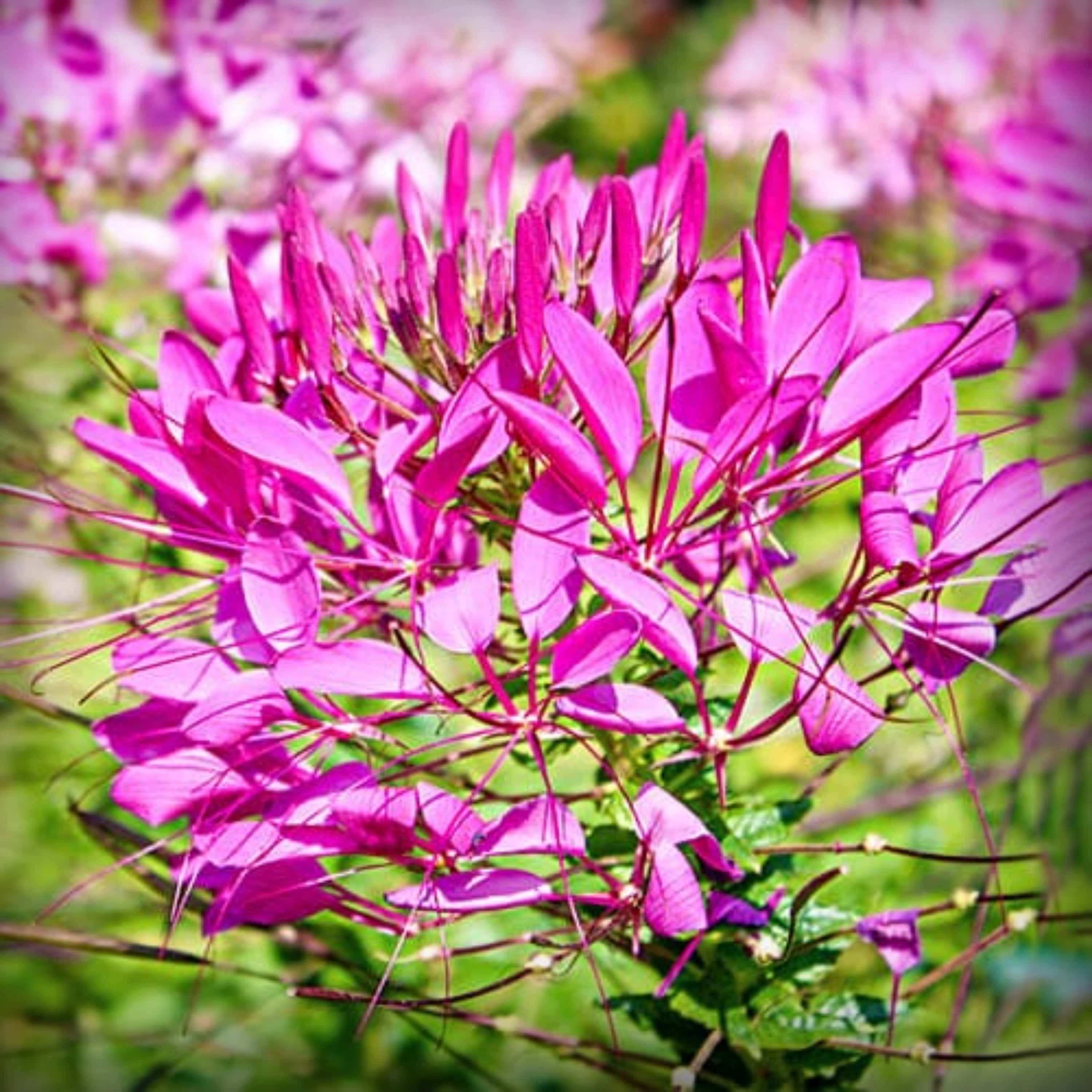 Cleome Violet Queen - 50 Seeds