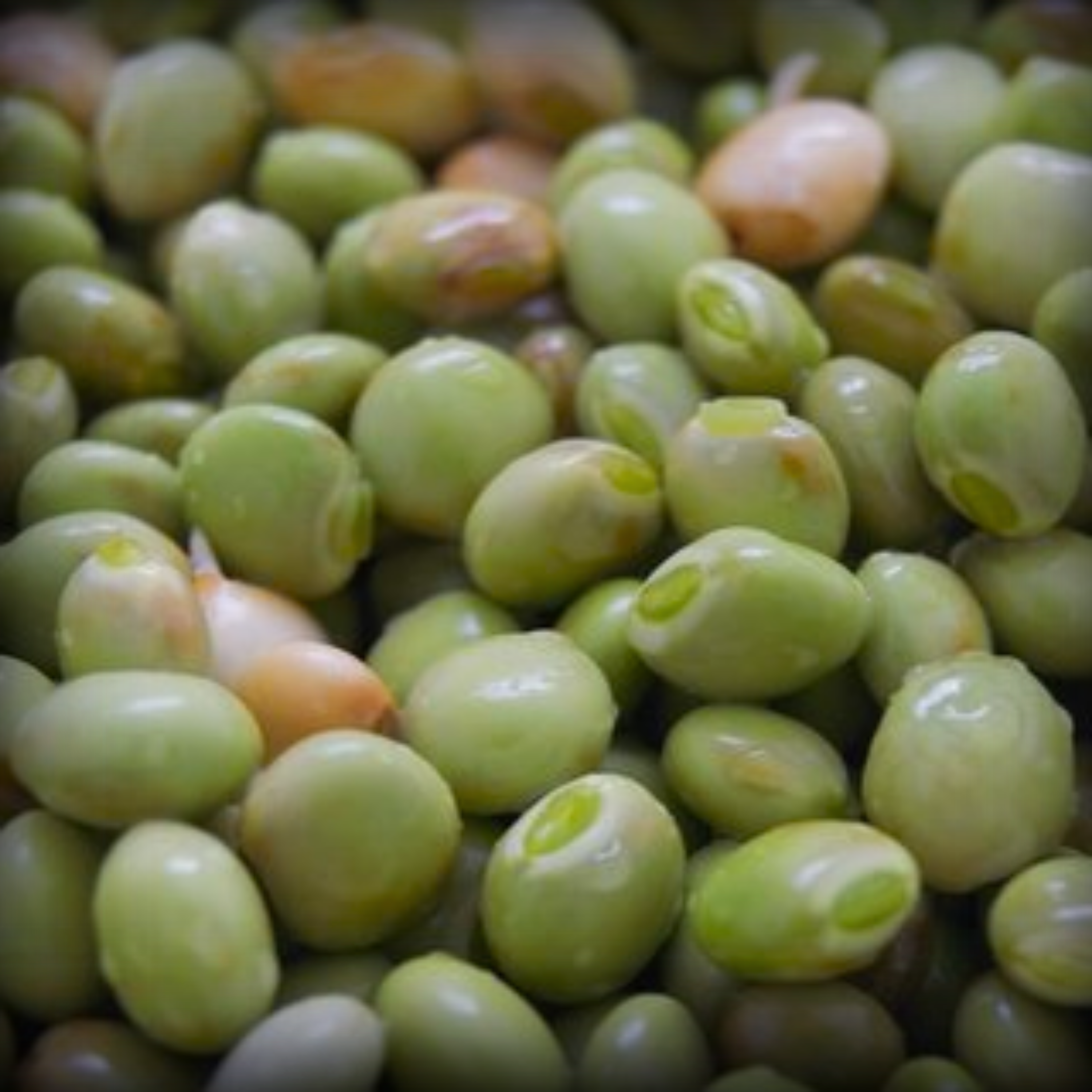 Pigeon Pea Seeds - 20 Seeds