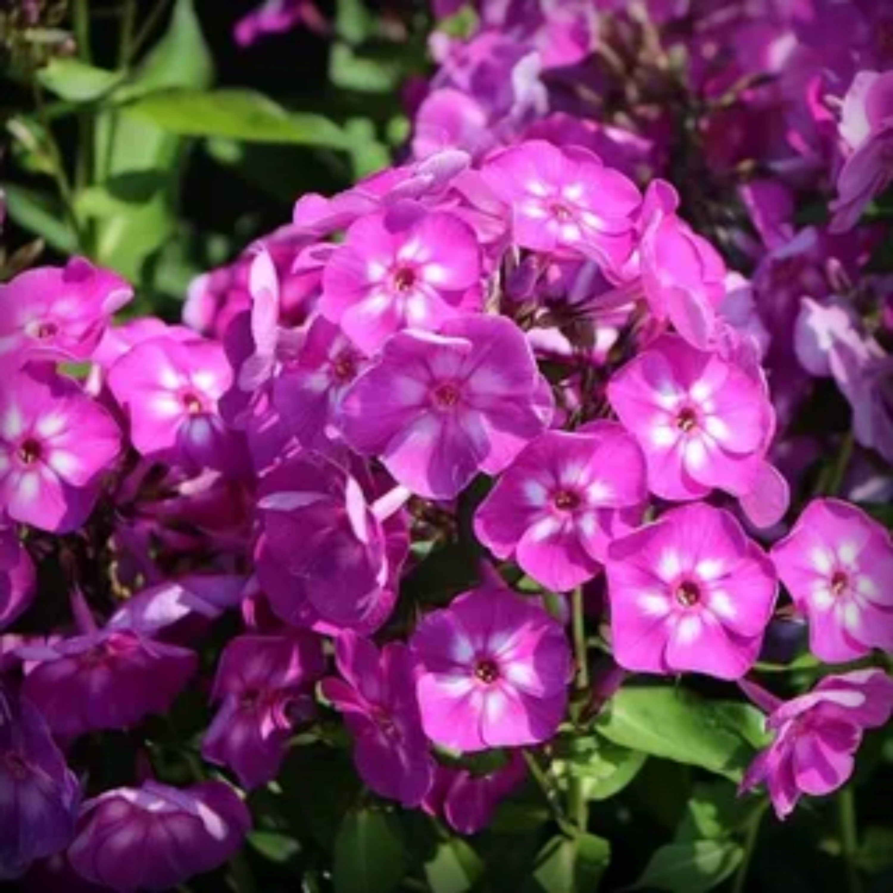 Phlox Seeds - 50 Seeds