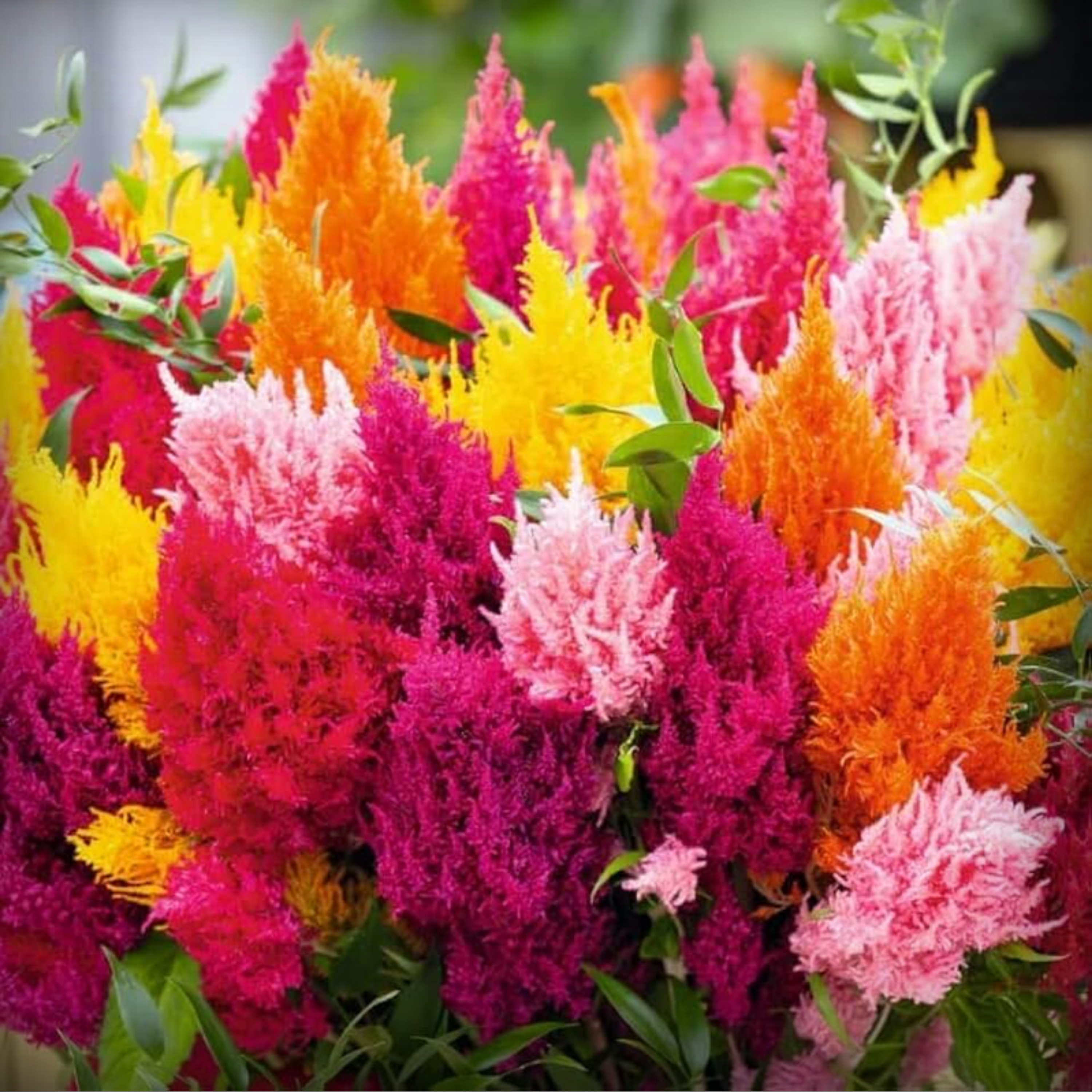 Celosia Plumosa Seed - 50 Seeds