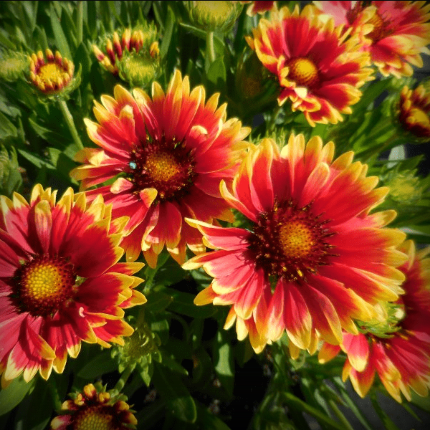 Gaillardia Seeds - 50 Seeds