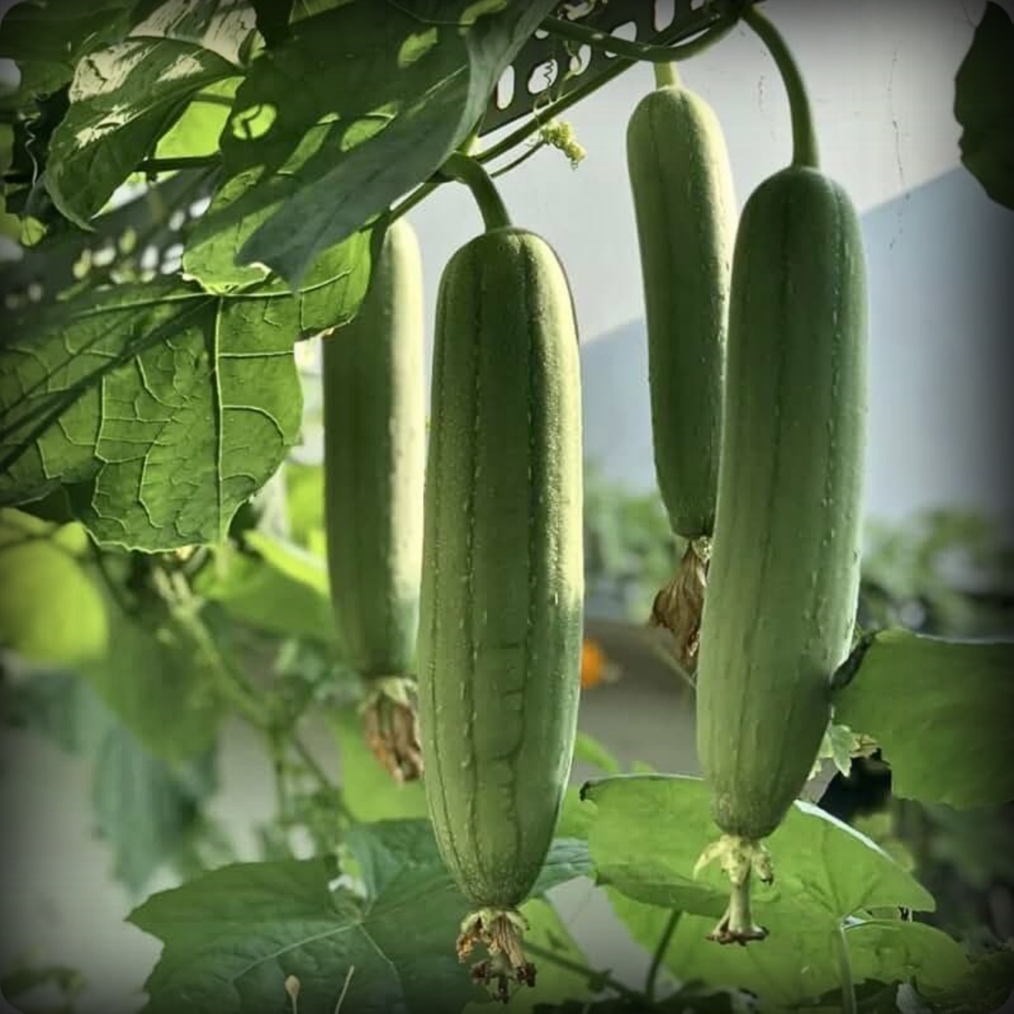 Hybrid Sponge Gourd Seeds - 10 Seeds
