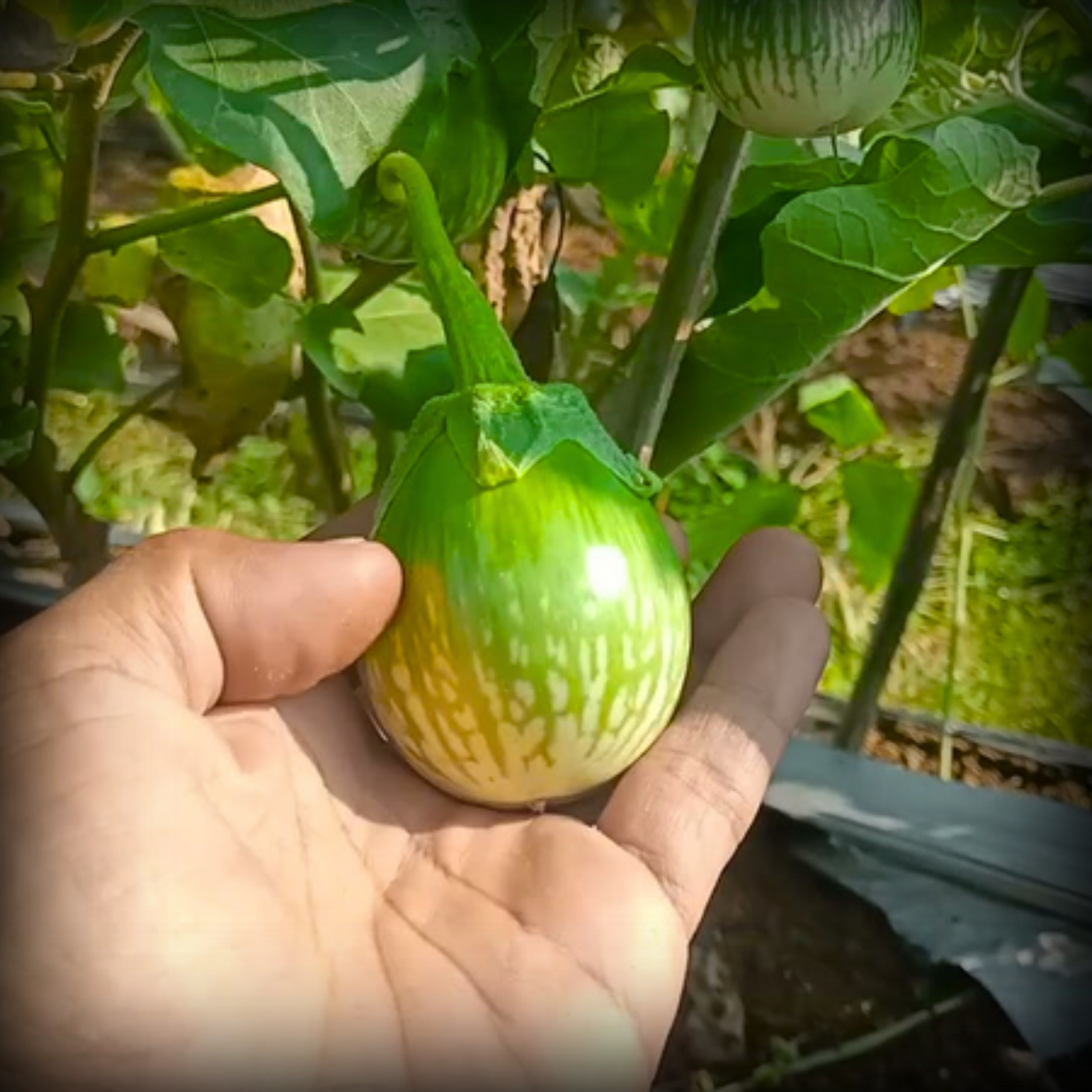 Hybrid Brinjal Green Round Seeds - 25 Seeds