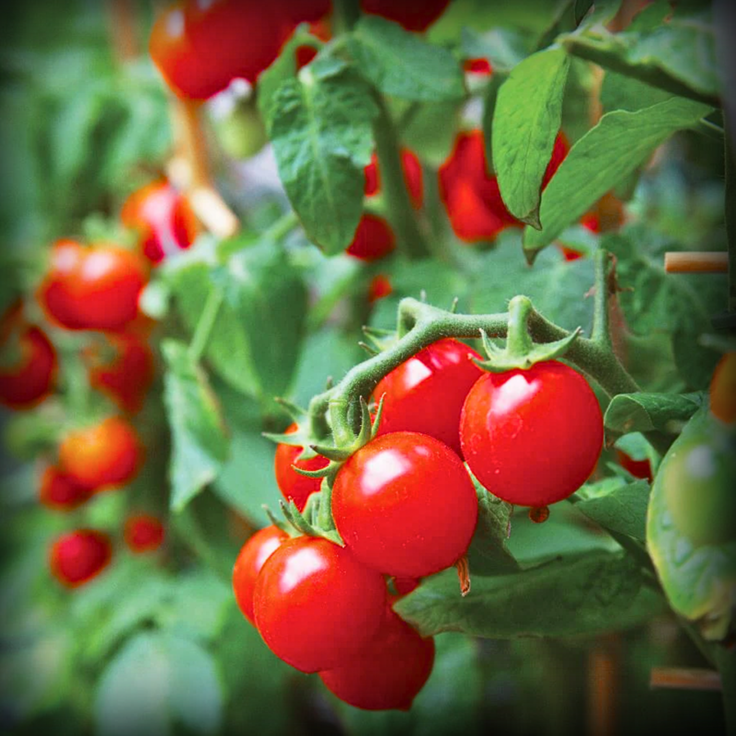 Hybrid Cherry Tomato Seeds - 10 Seeds