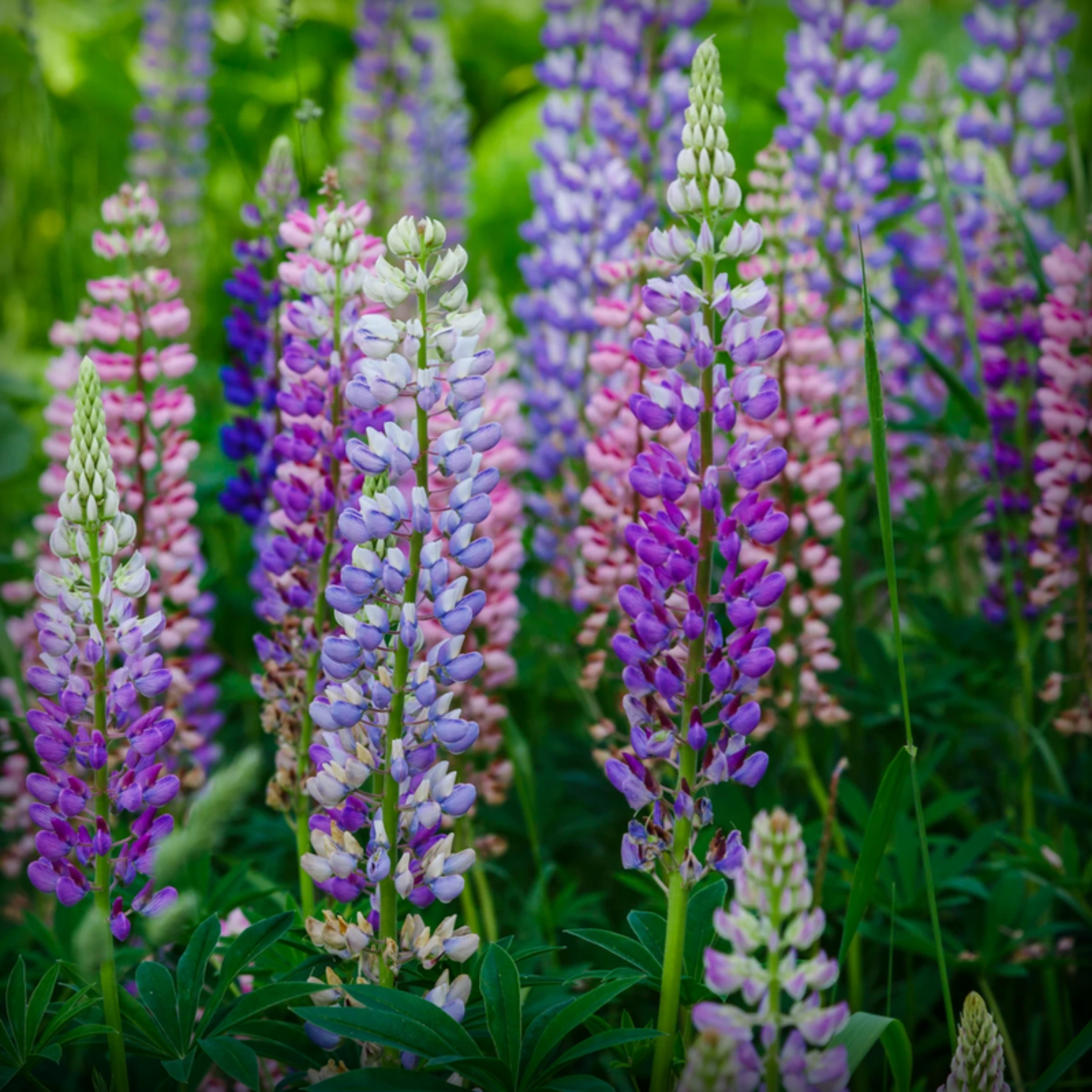 Lupin Pixie Delight Seed- 20 Seeds