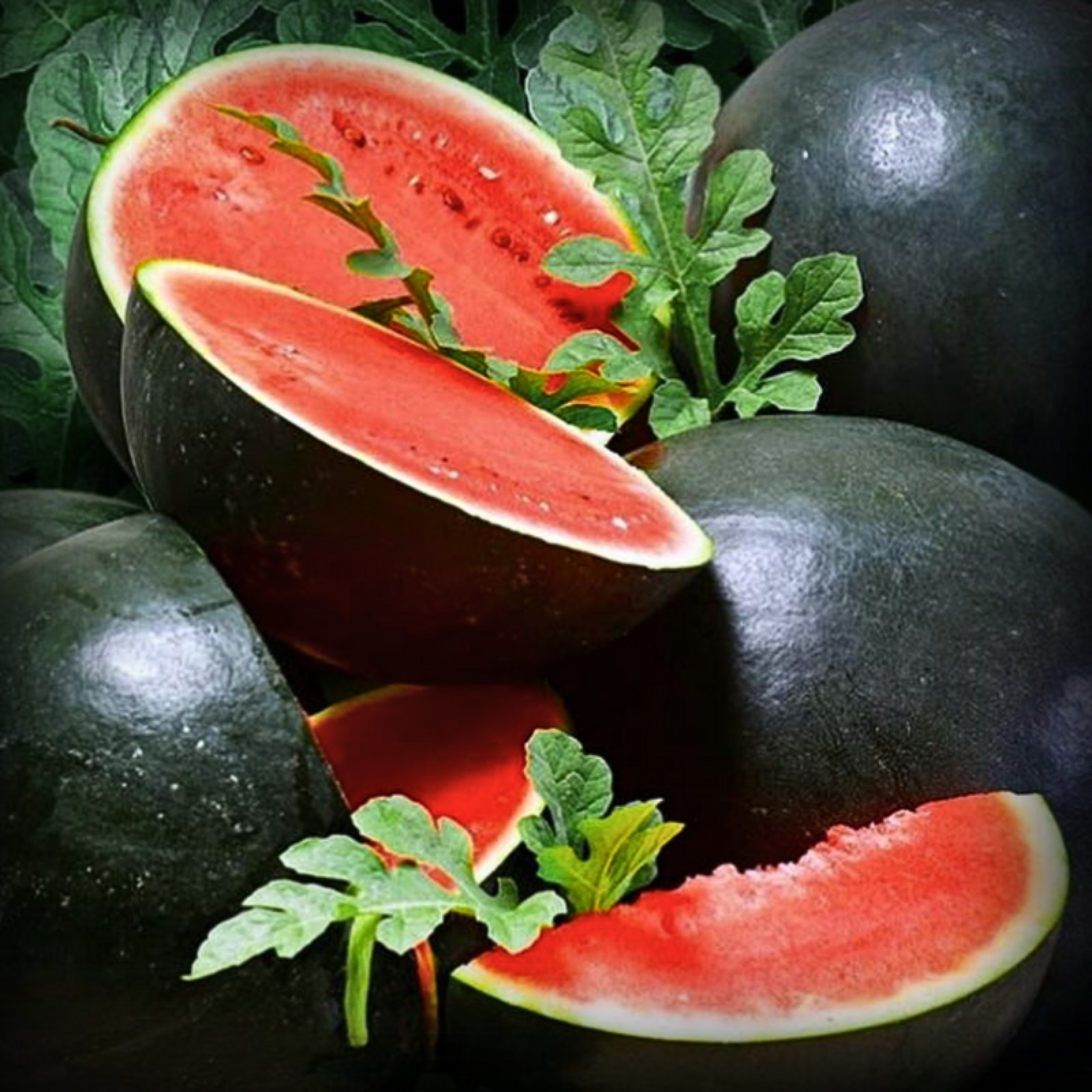 Hybrid Watermelon Black Round Seeds - 10 Seeds