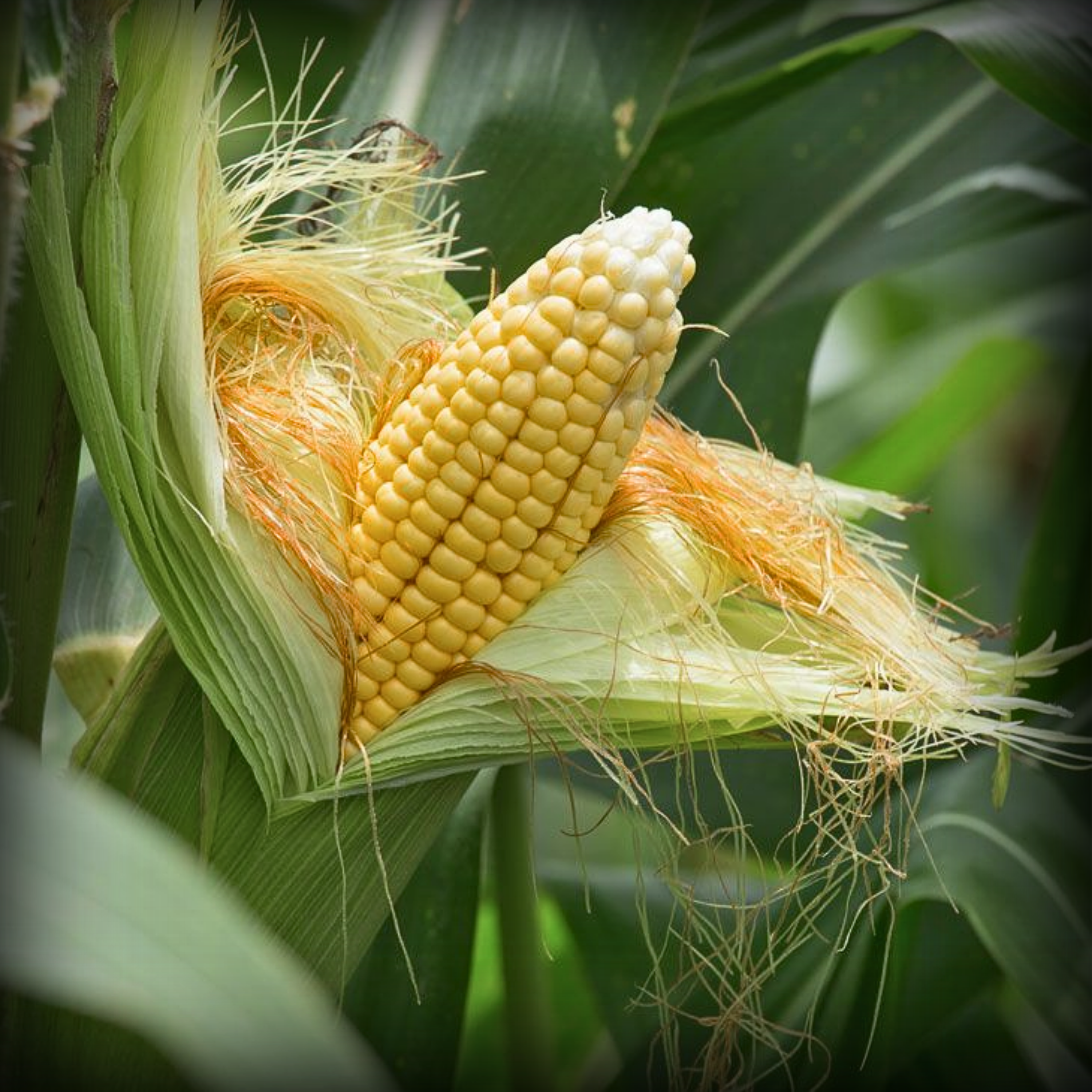 Hybrid Sweetcorn Seeds - 20 Seeds