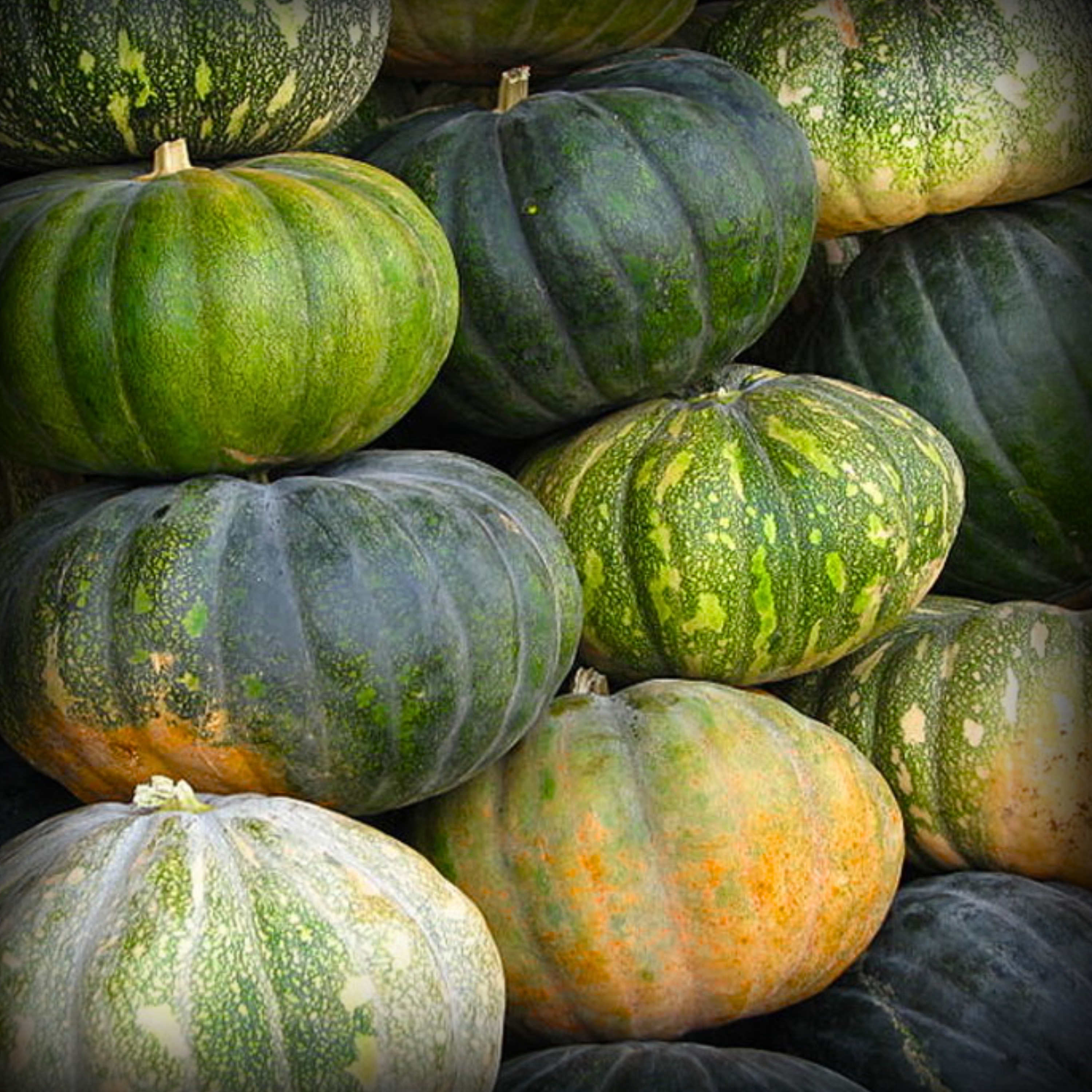 Hybrid Pumpkin Seeds - 10 Seeds