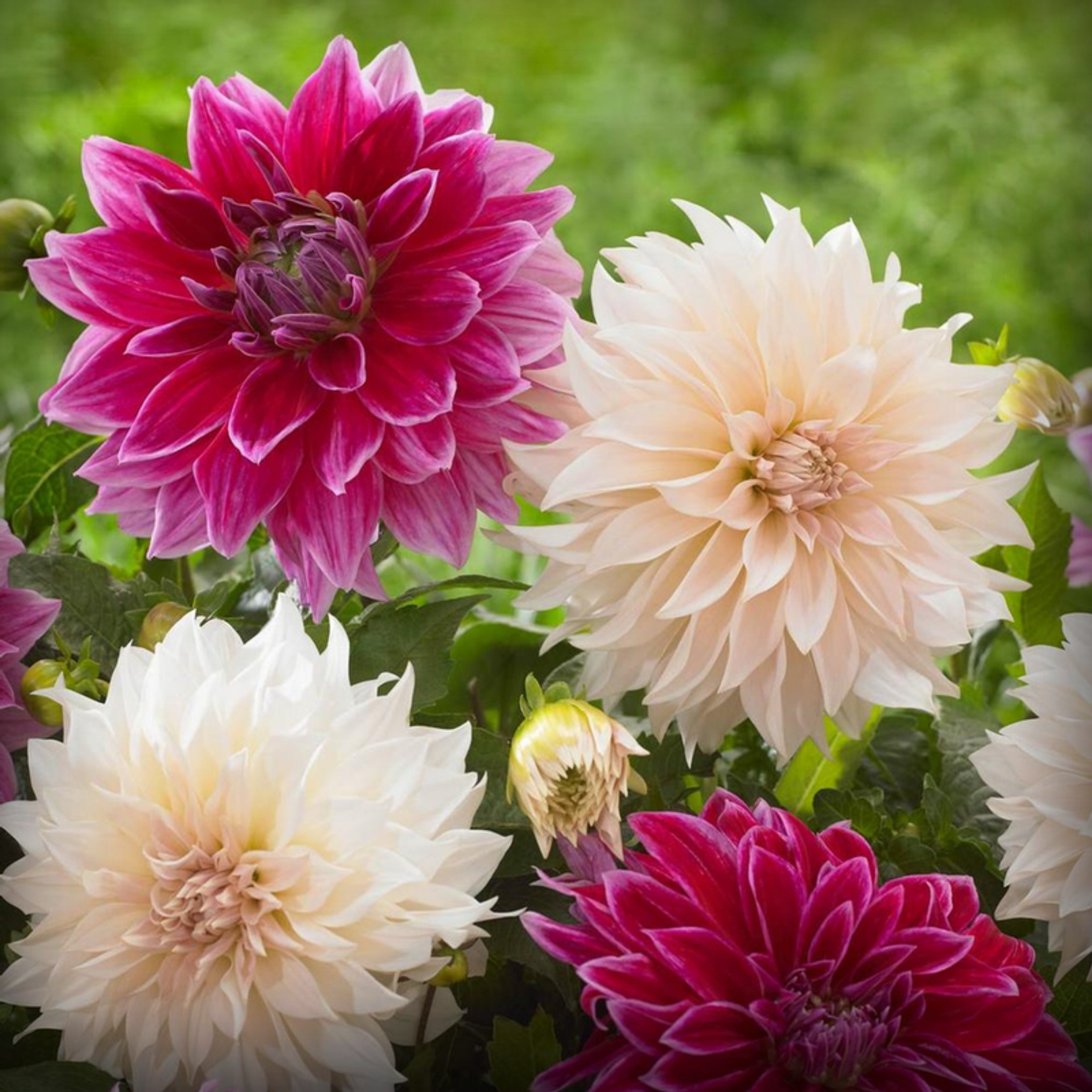 Dahlia Seeds - 50 Seeds