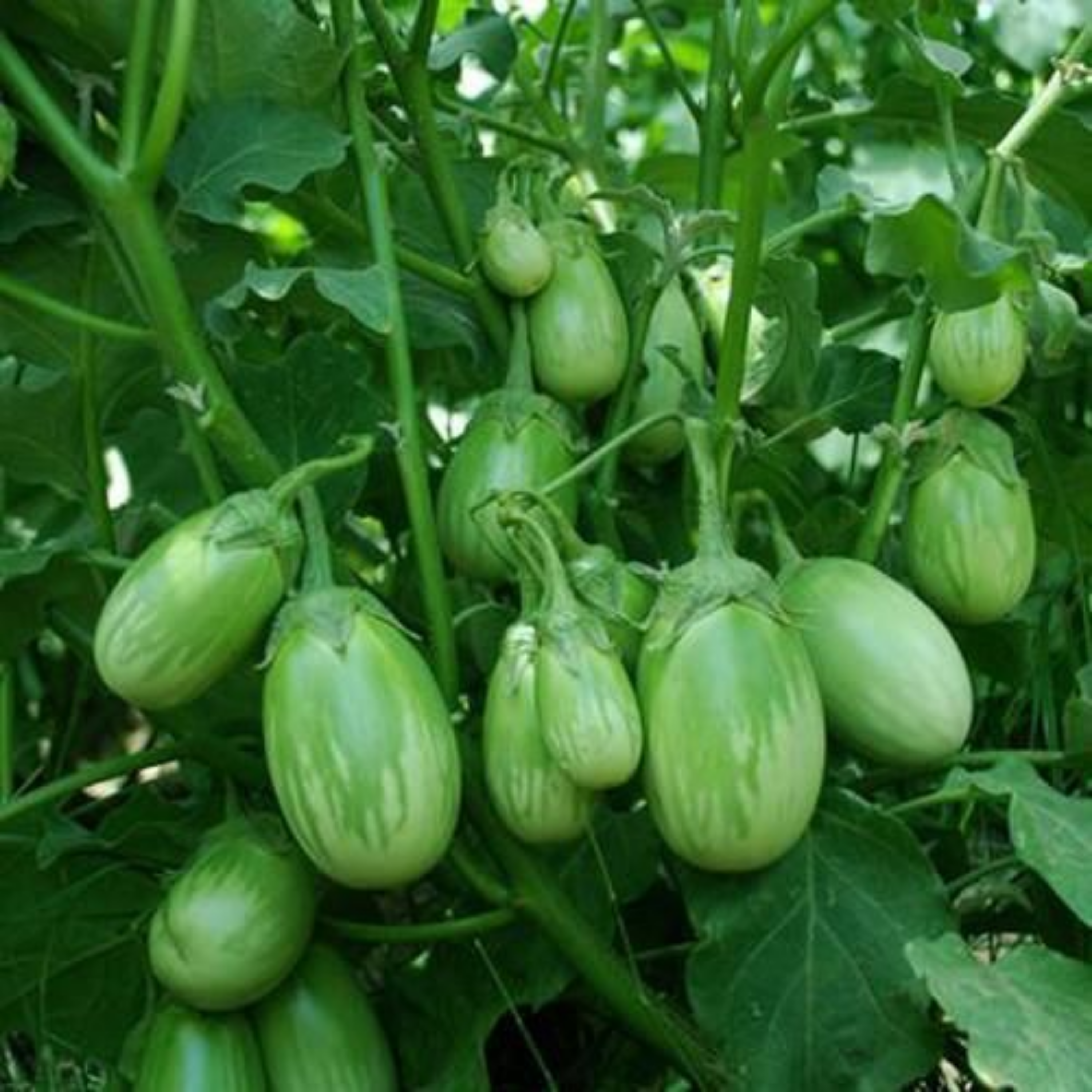 Brinjal Green Round Seeds - 50 Seeds