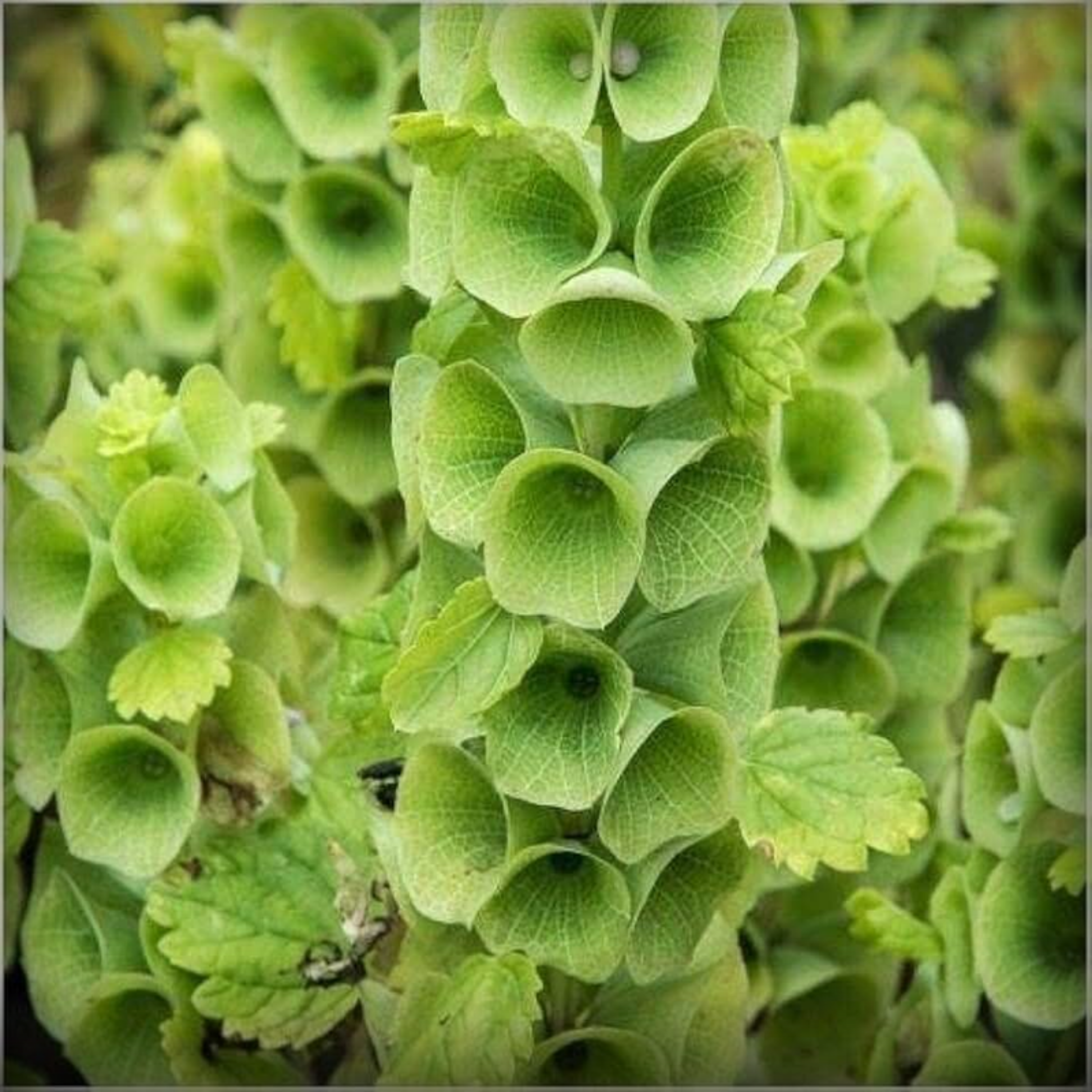 Moluccella Laevis (Bells of Ireland) Seeds – 50 Seeds
