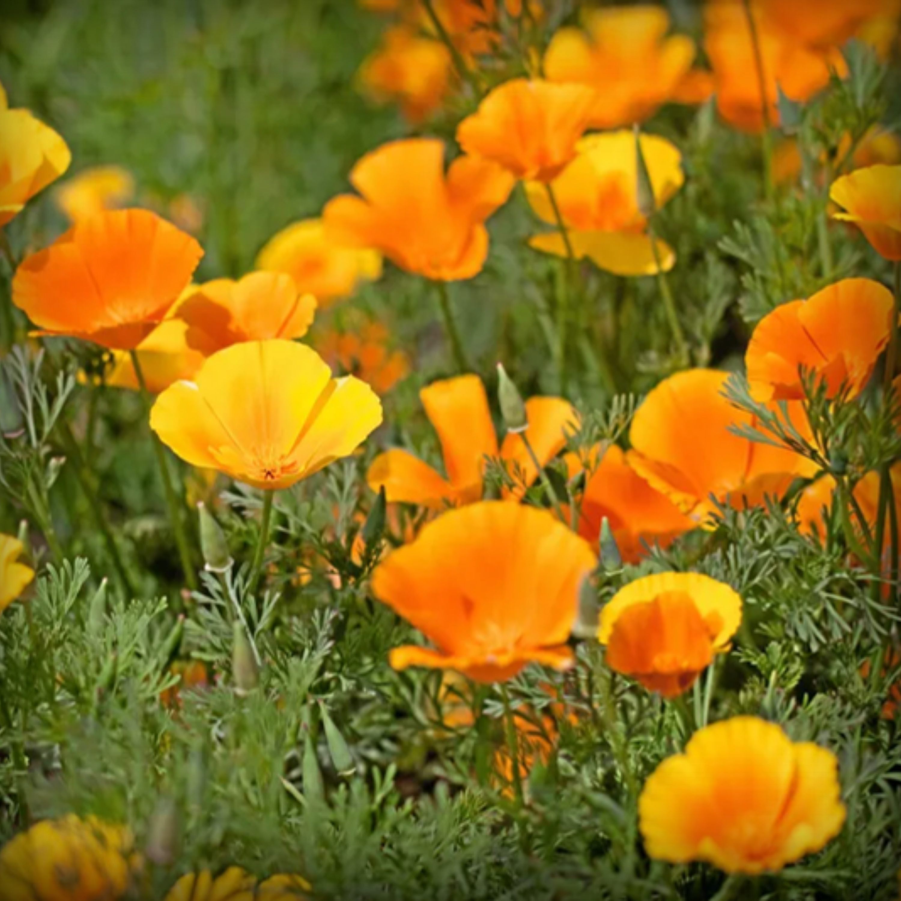 California Poppy Flower Seeds - 50 Seeds