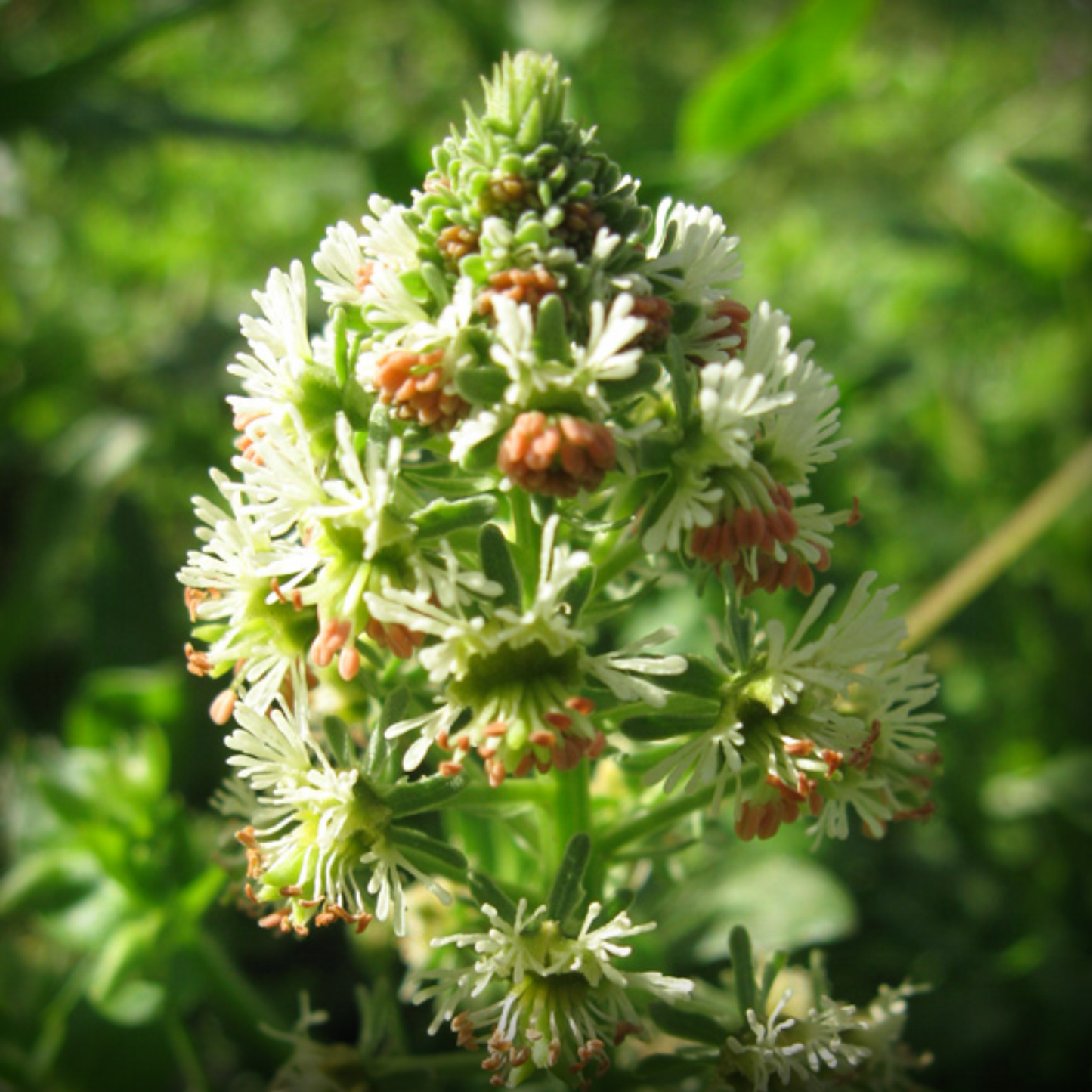 Reseda Beauty Seeds – 50 Seeds