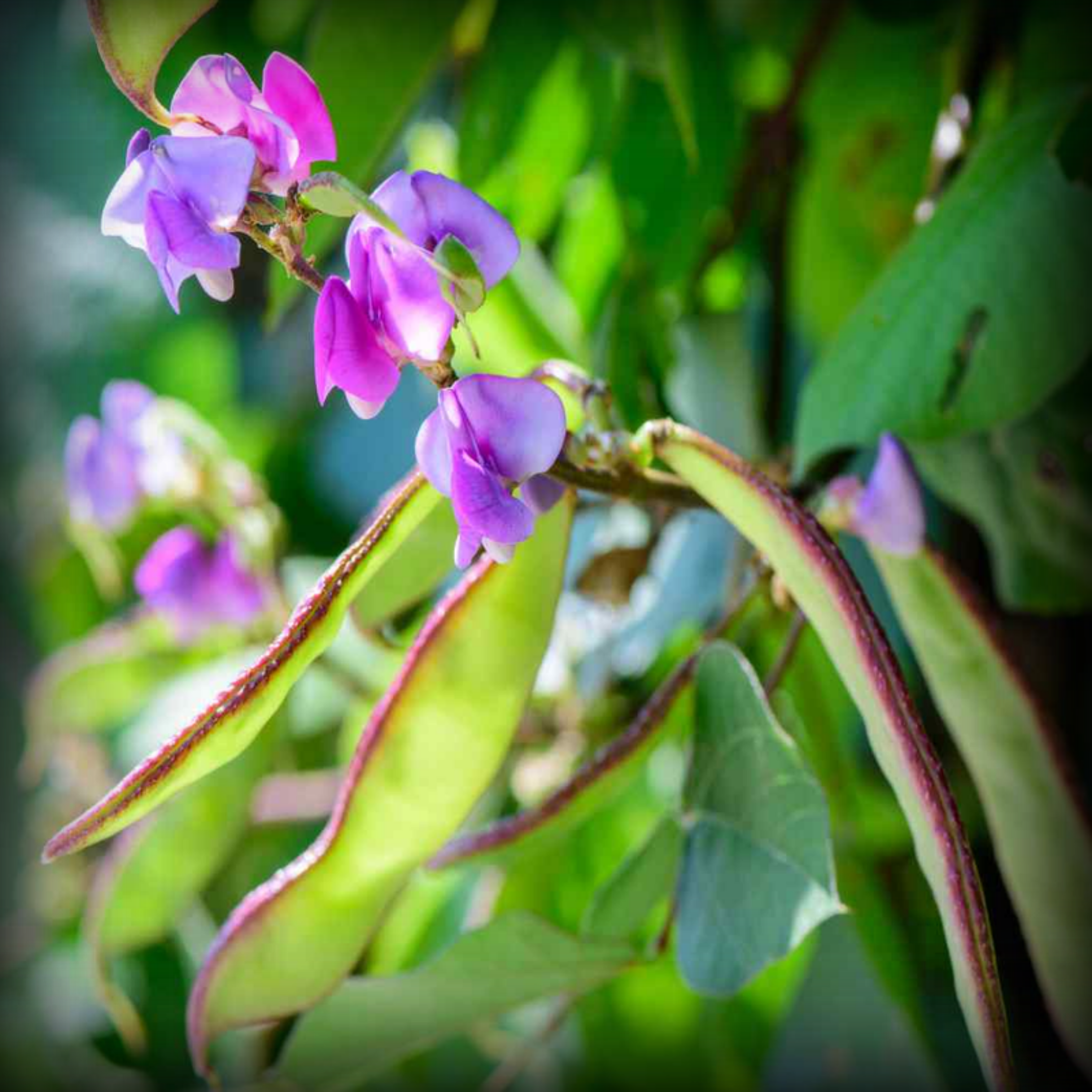 Hybrid Dolichos Beans Seeds