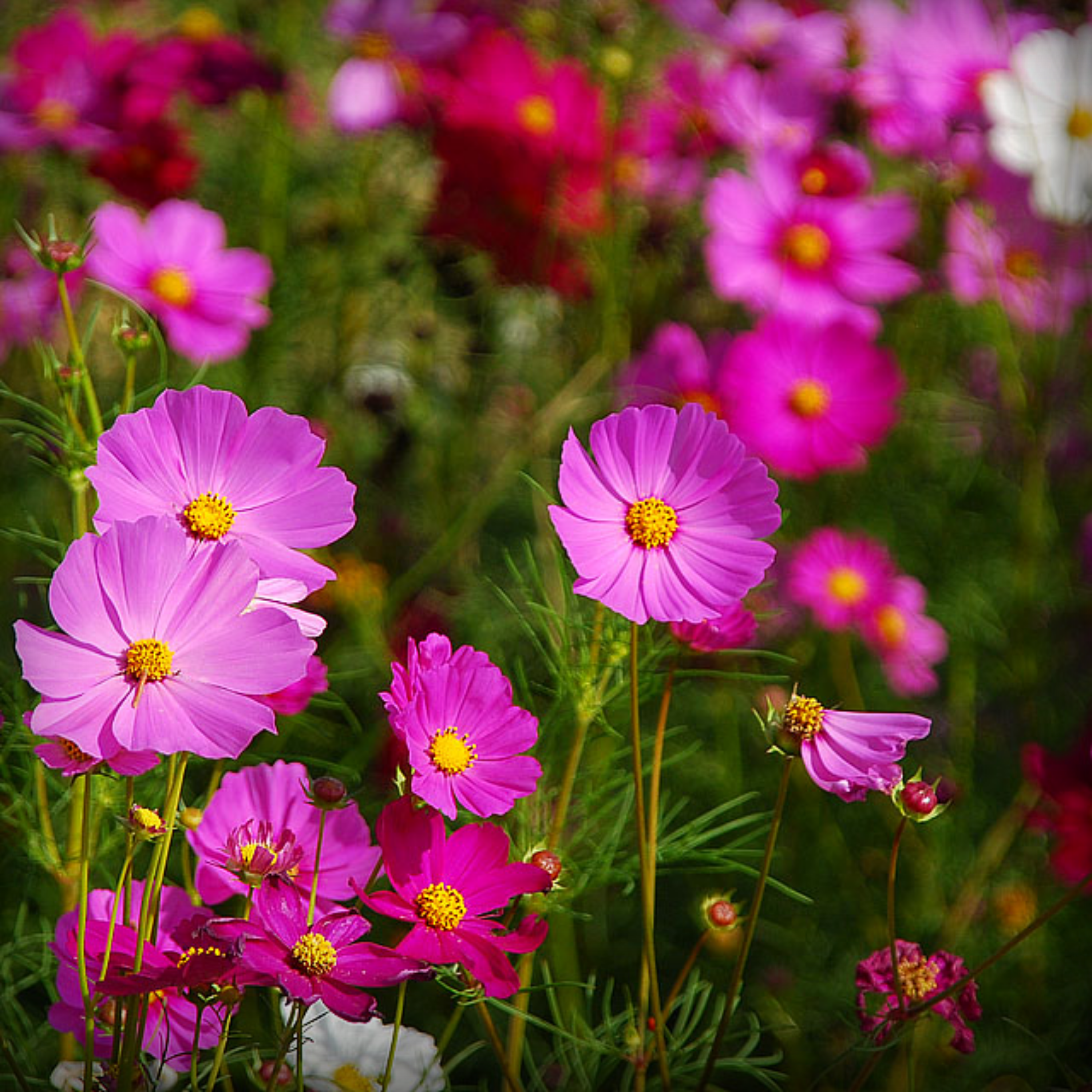 Cosmos Sensation Mix Seeds - 20 Seeds