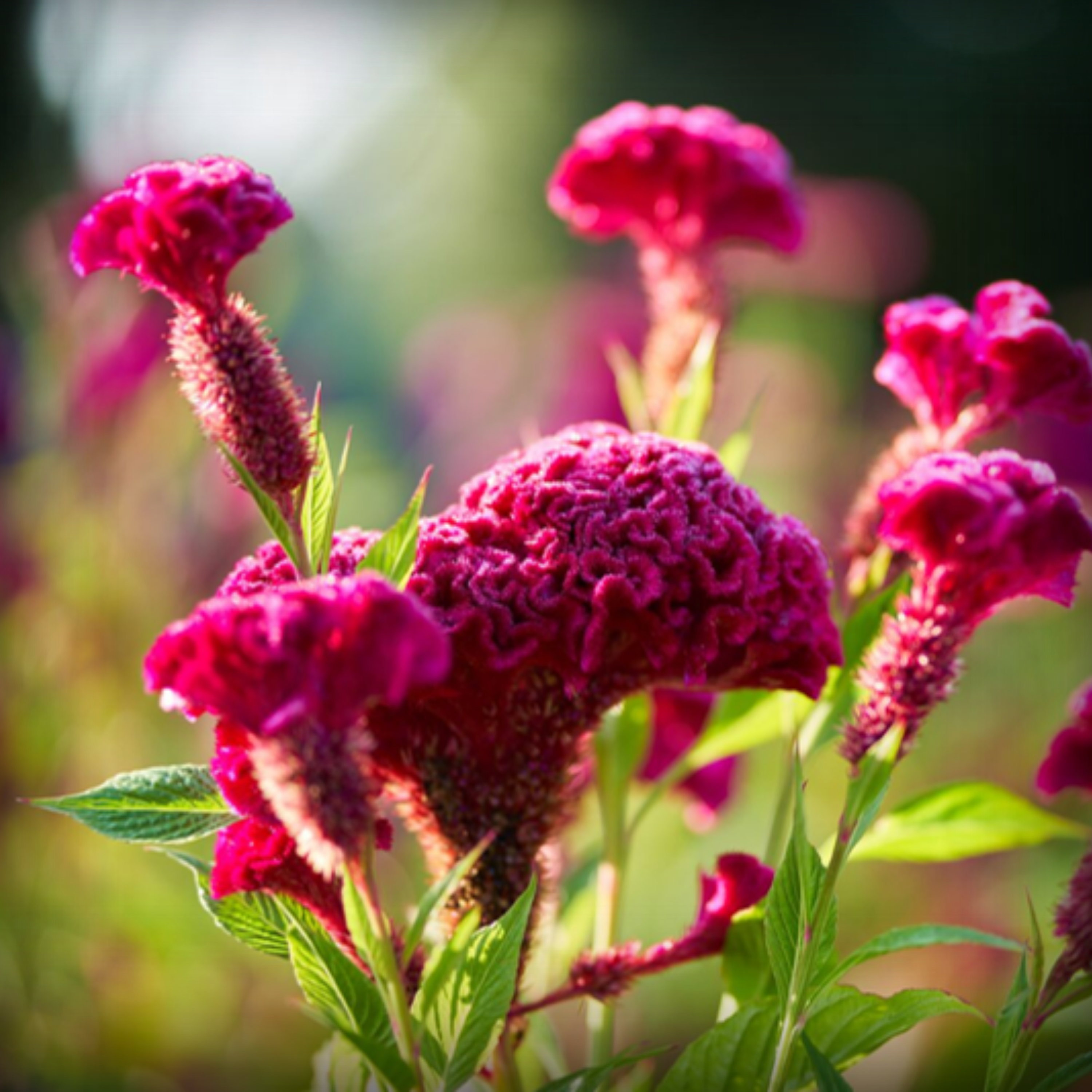 Cockscomb Seeds - 50 Seeds
