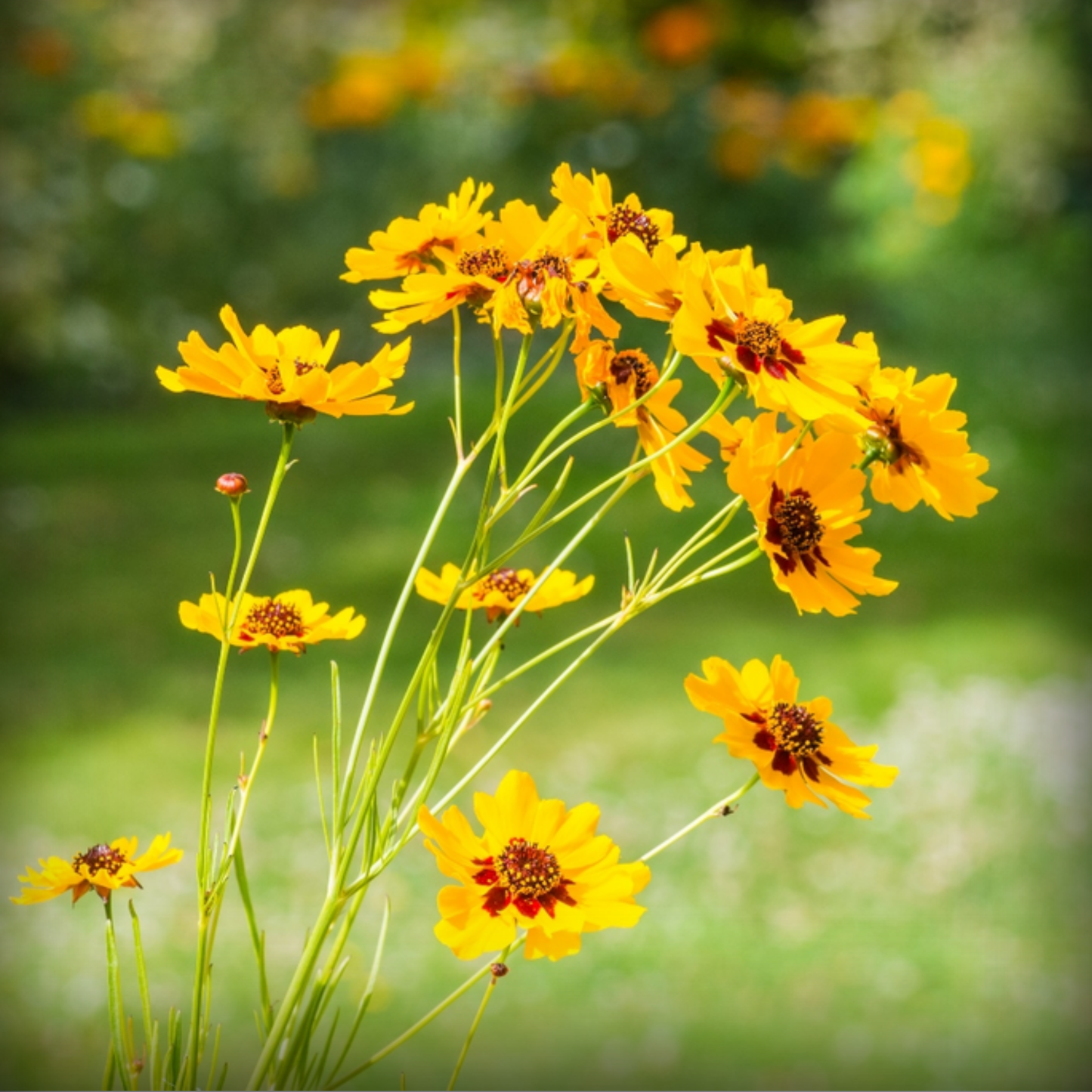 Calliopsis Tall Seed -100 Seeds