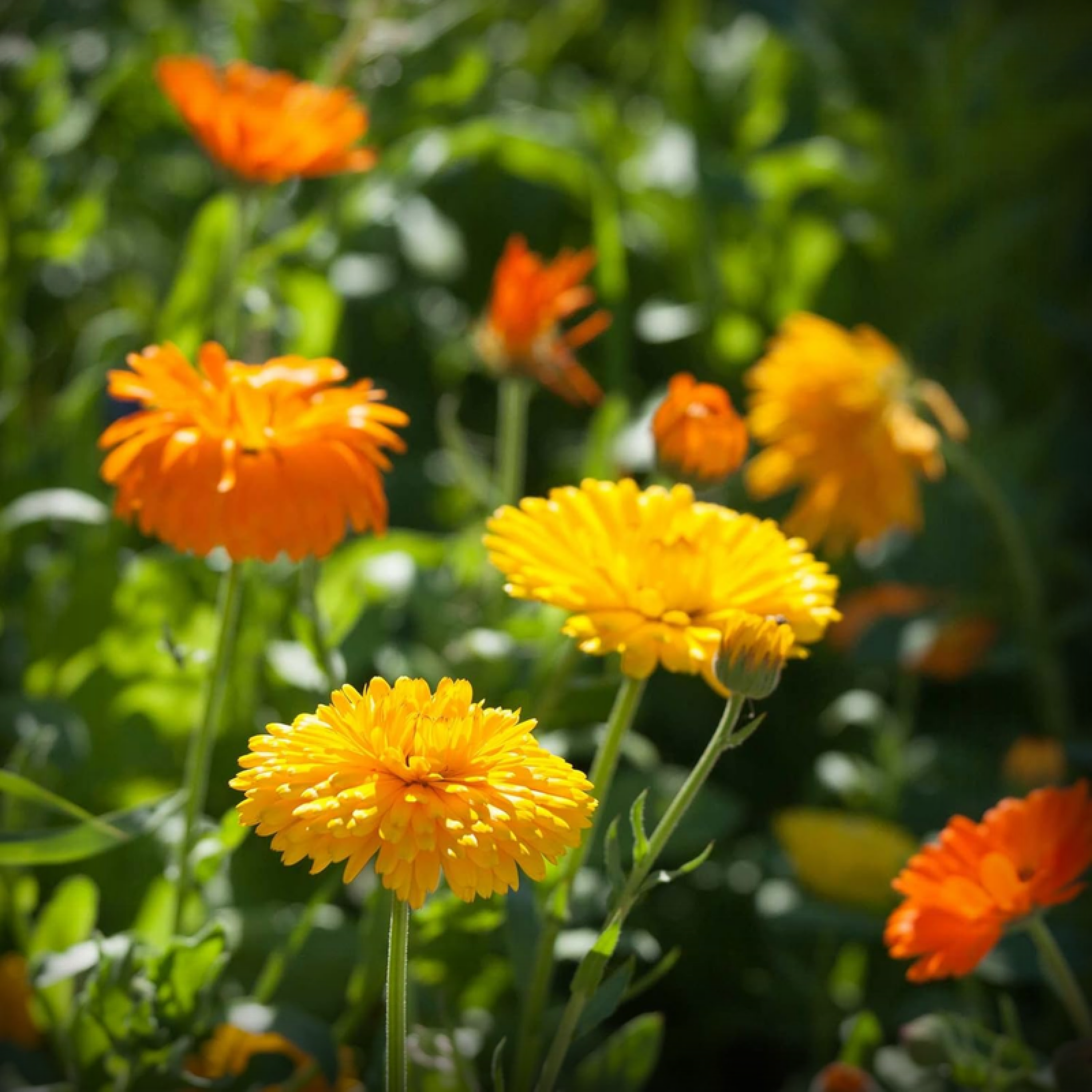 Calendula Fiesta Gitana Flower Seeds - 50 Seeds