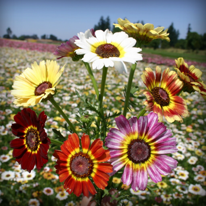 Chrysanthemum Carinatum Flower Seeds - 50 Seeds